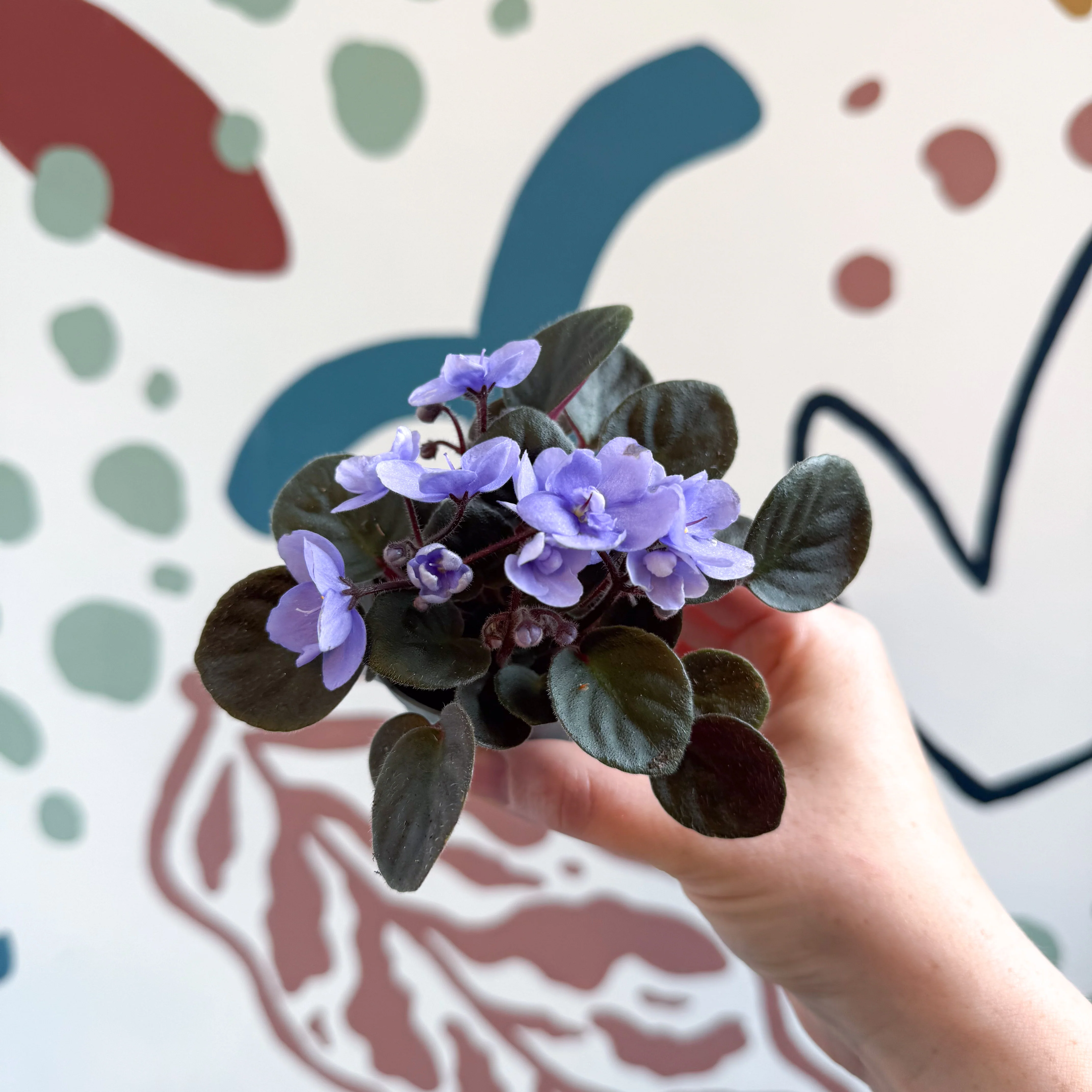 Saintpaulia – Pale Blue Mini African Violet - Image 5