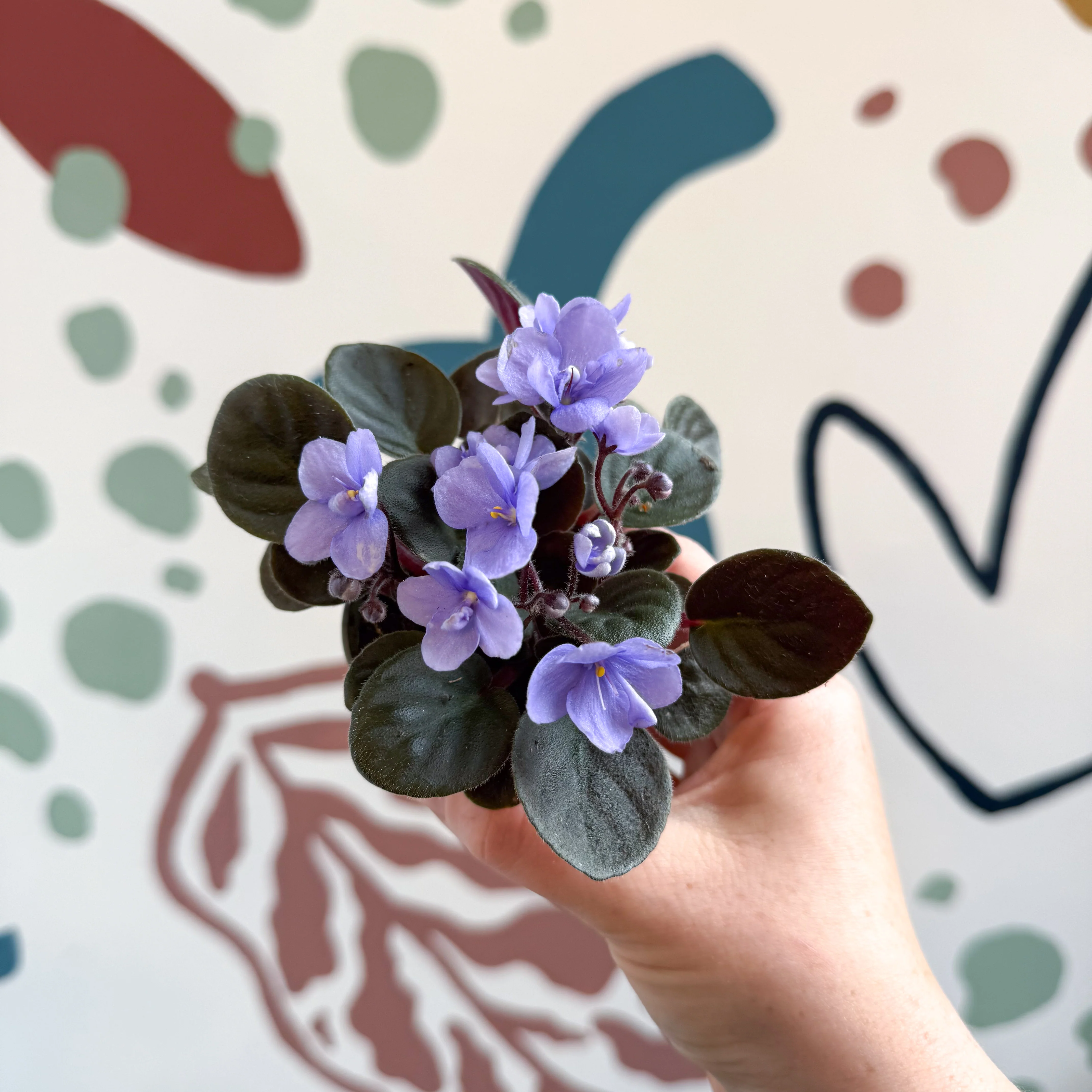 Saintpaulia – Pale Blue Mini African Violet - Image 6