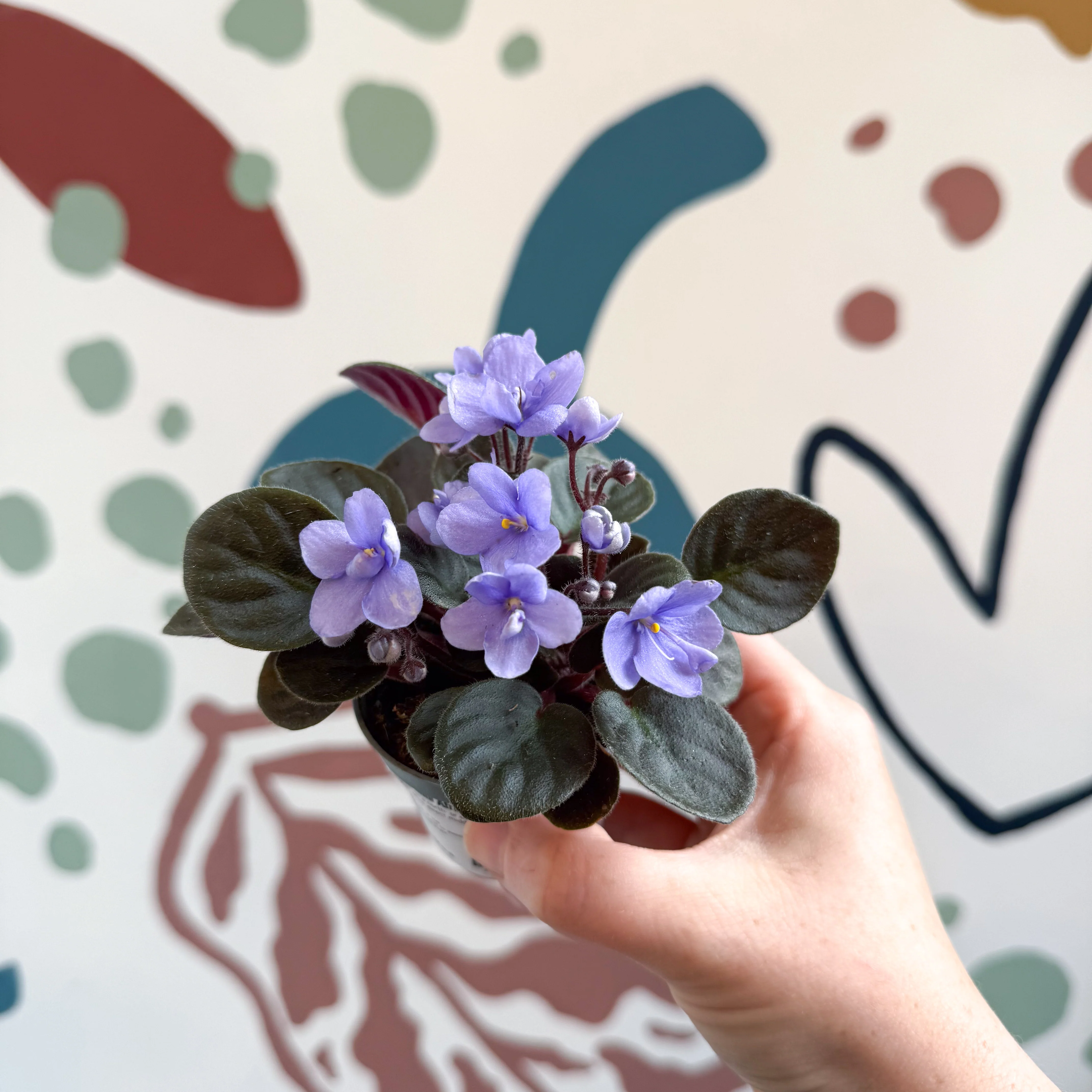Saintpaulia – Pale Blue Mini African Violet - Image 7