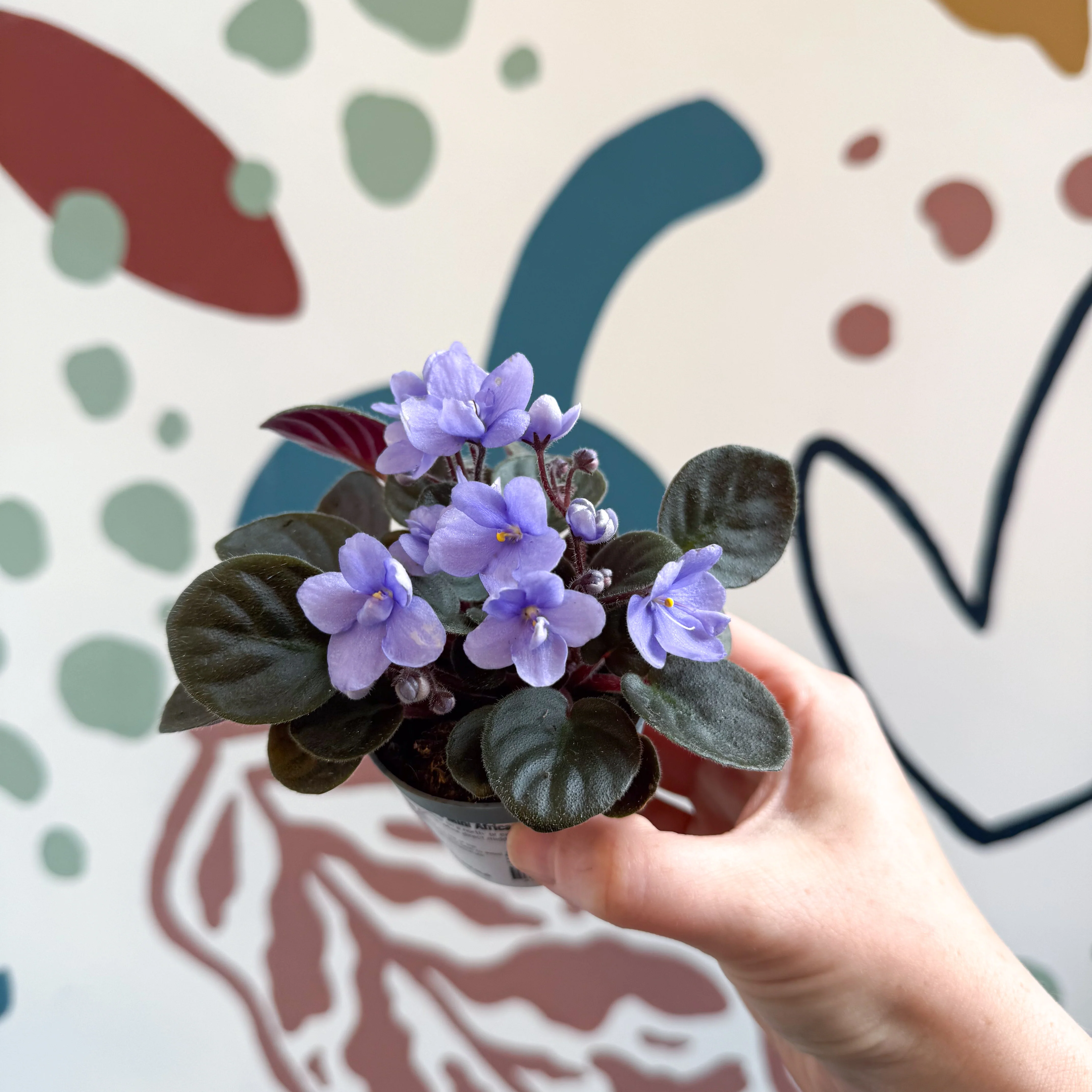 Saintpaulia – Pale Blue Mini African Violet - Image 8