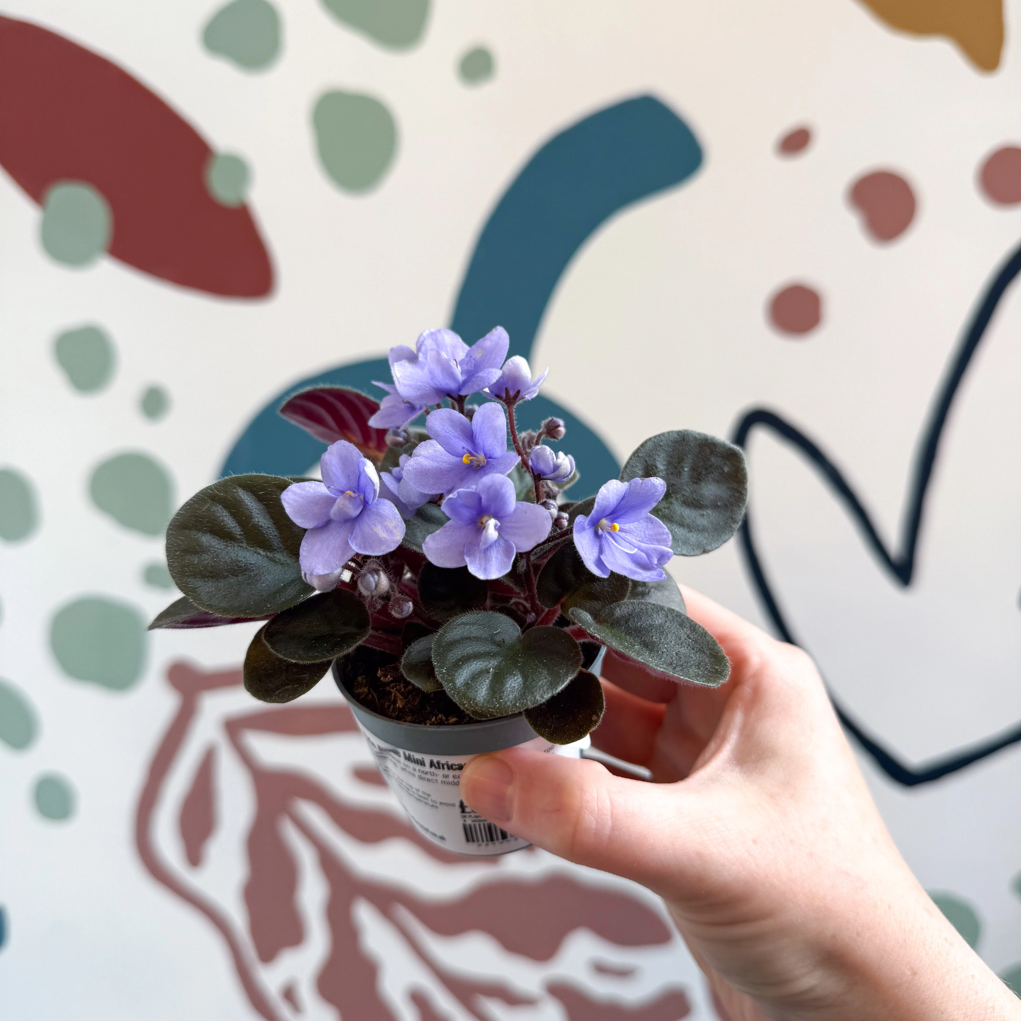 Saintpaulia – Pale Blue Mini African Violet - Image 9