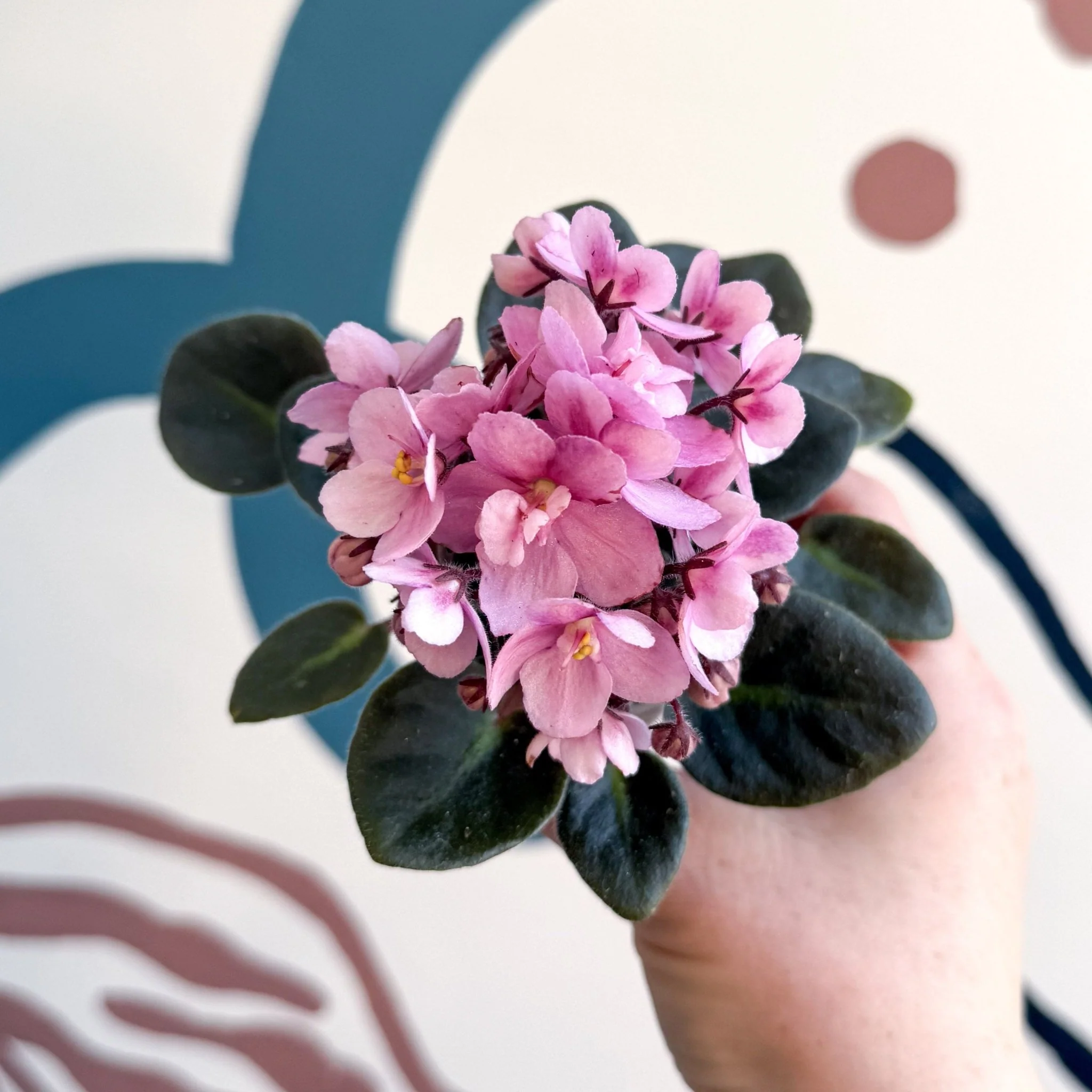 Saintpaulia – Pale Pink Mini African Violet