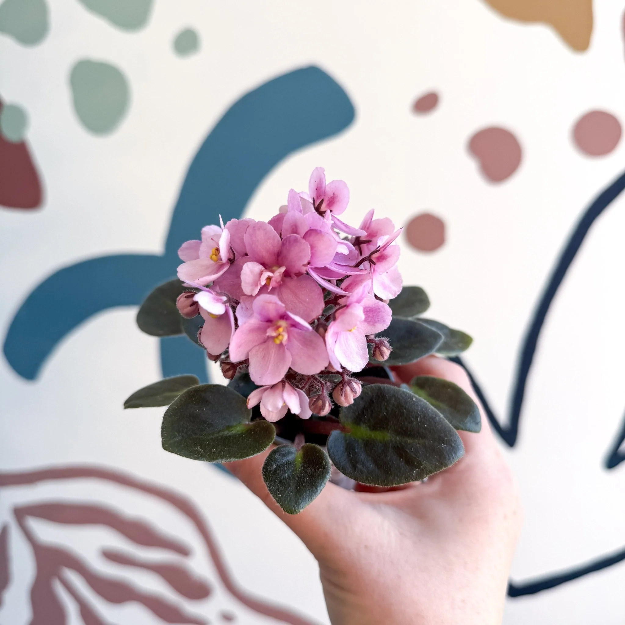 Saintpaulia – Pale Pink Mini African Violet - Image 10