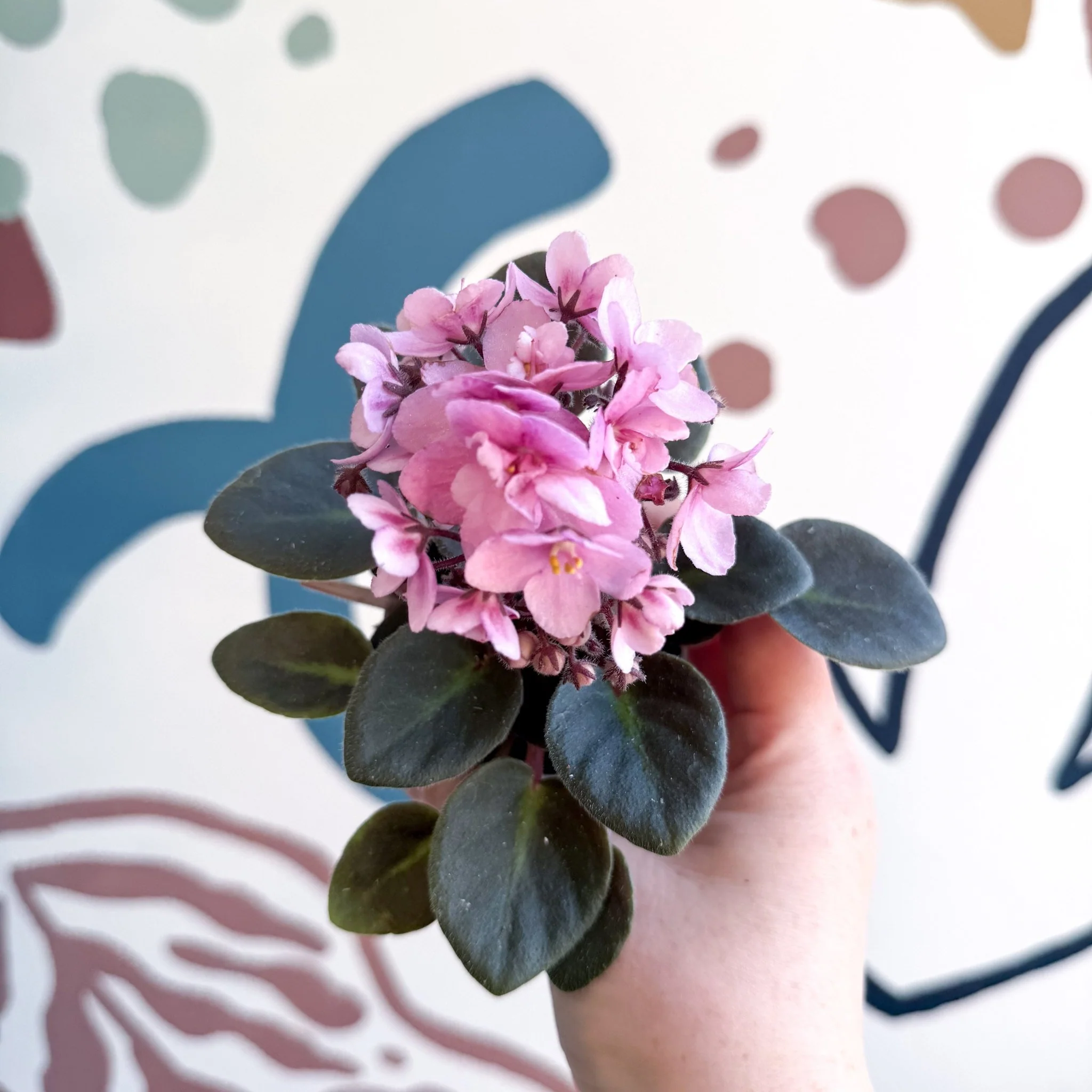 Saintpaulia – Pale Pink Mini African Violet - Image 11
