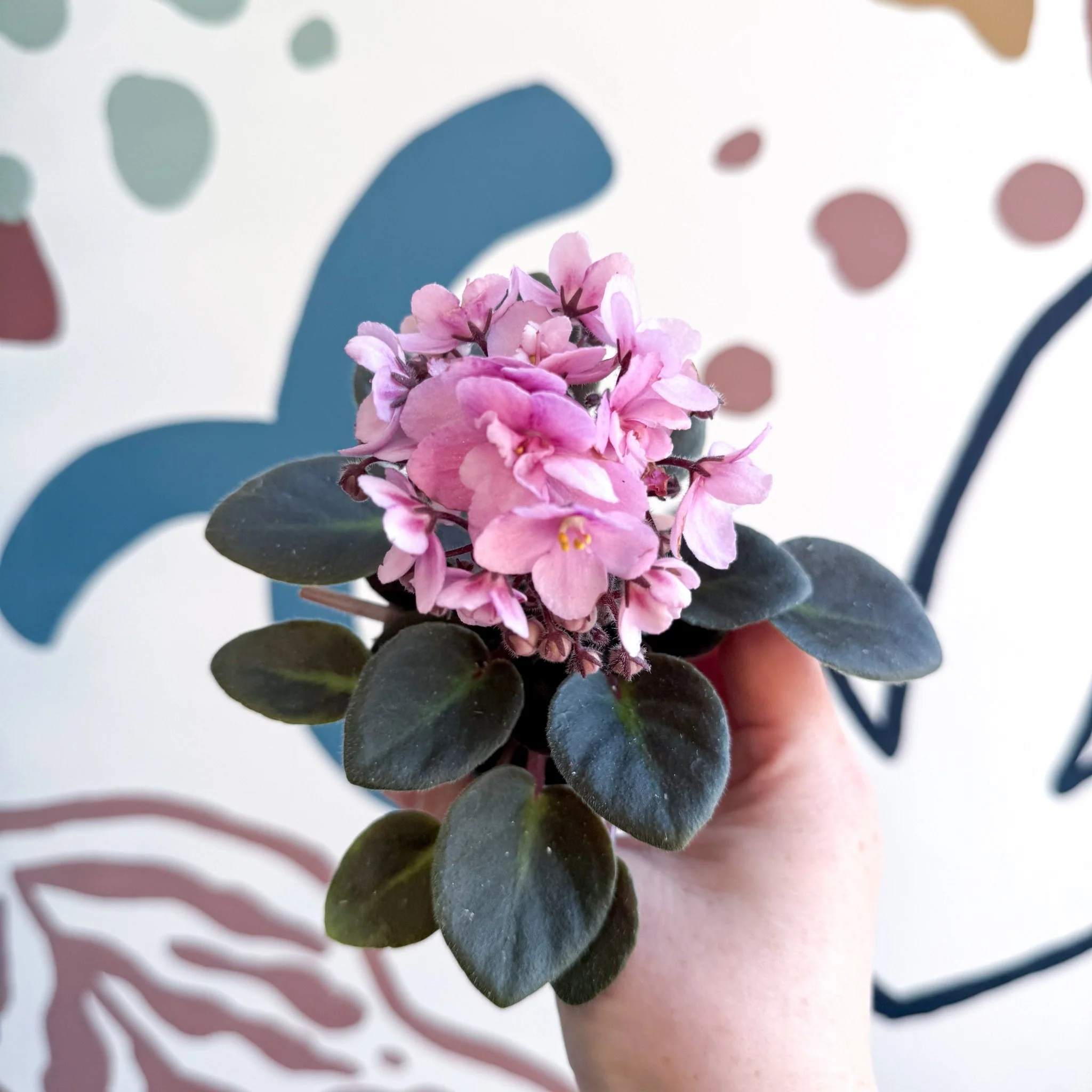 Saintpaulia – Pale Pink Mini African Violet - Image 12