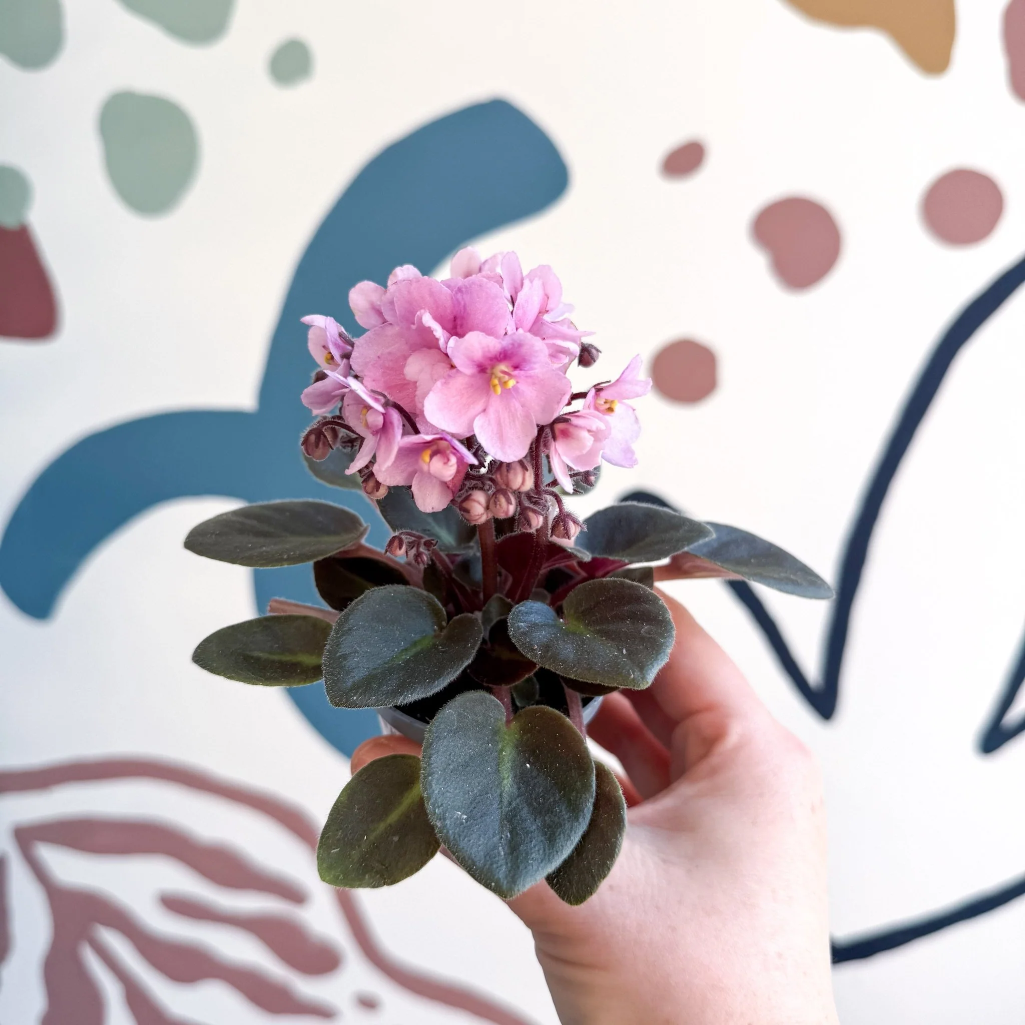Saintpaulia – Pale Pink Mini African Violet - Image 13