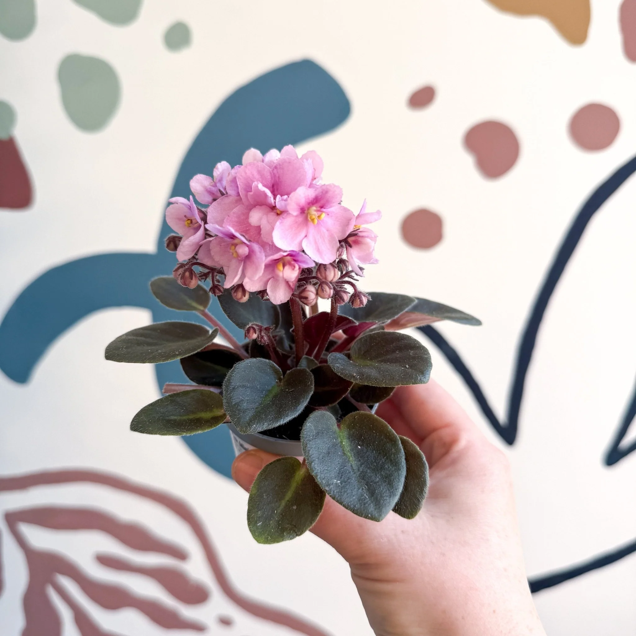 Saintpaulia – Pale Pink Mini African Violet - Image 14