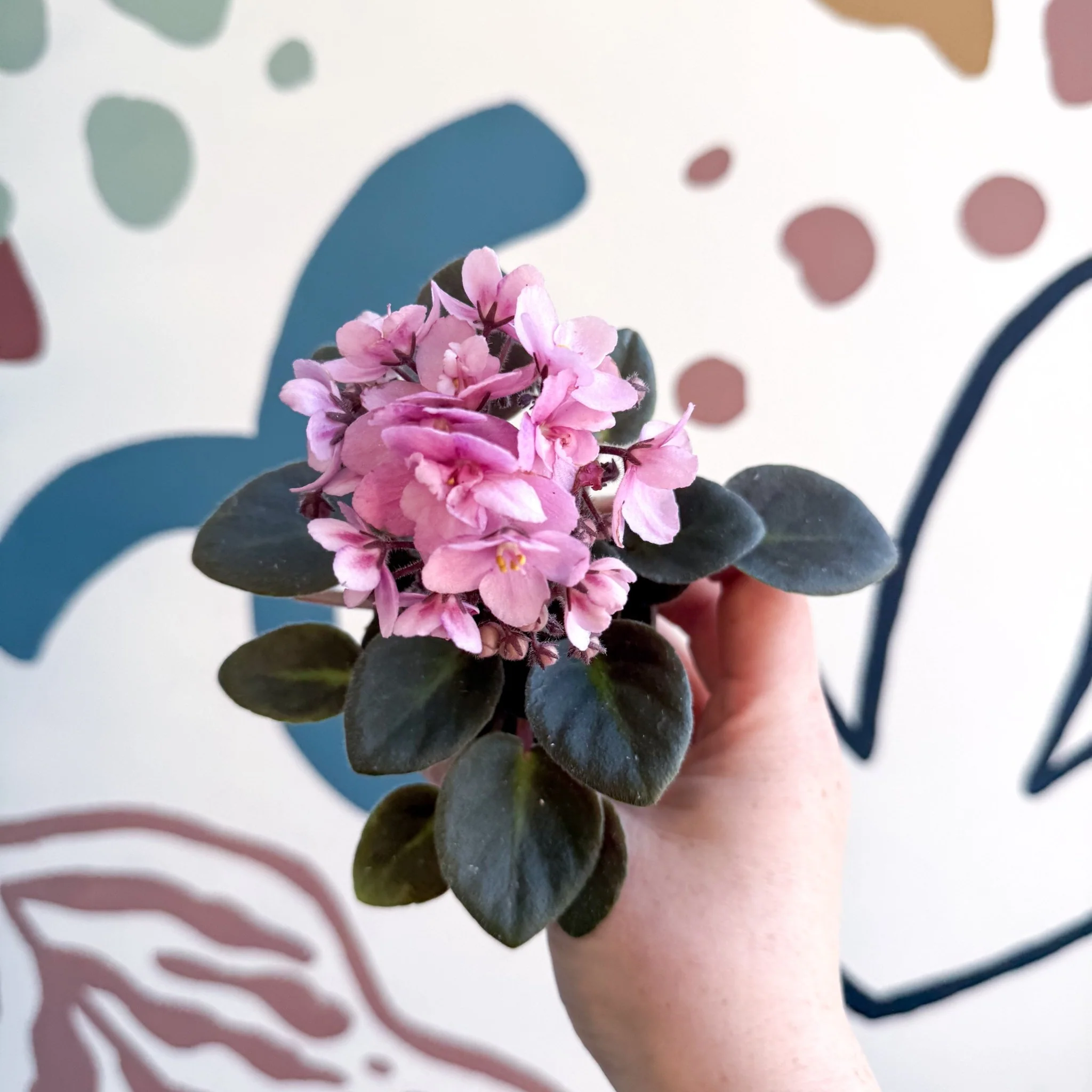 Saintpaulia – Pale Pink Mini African Violet - Image 16