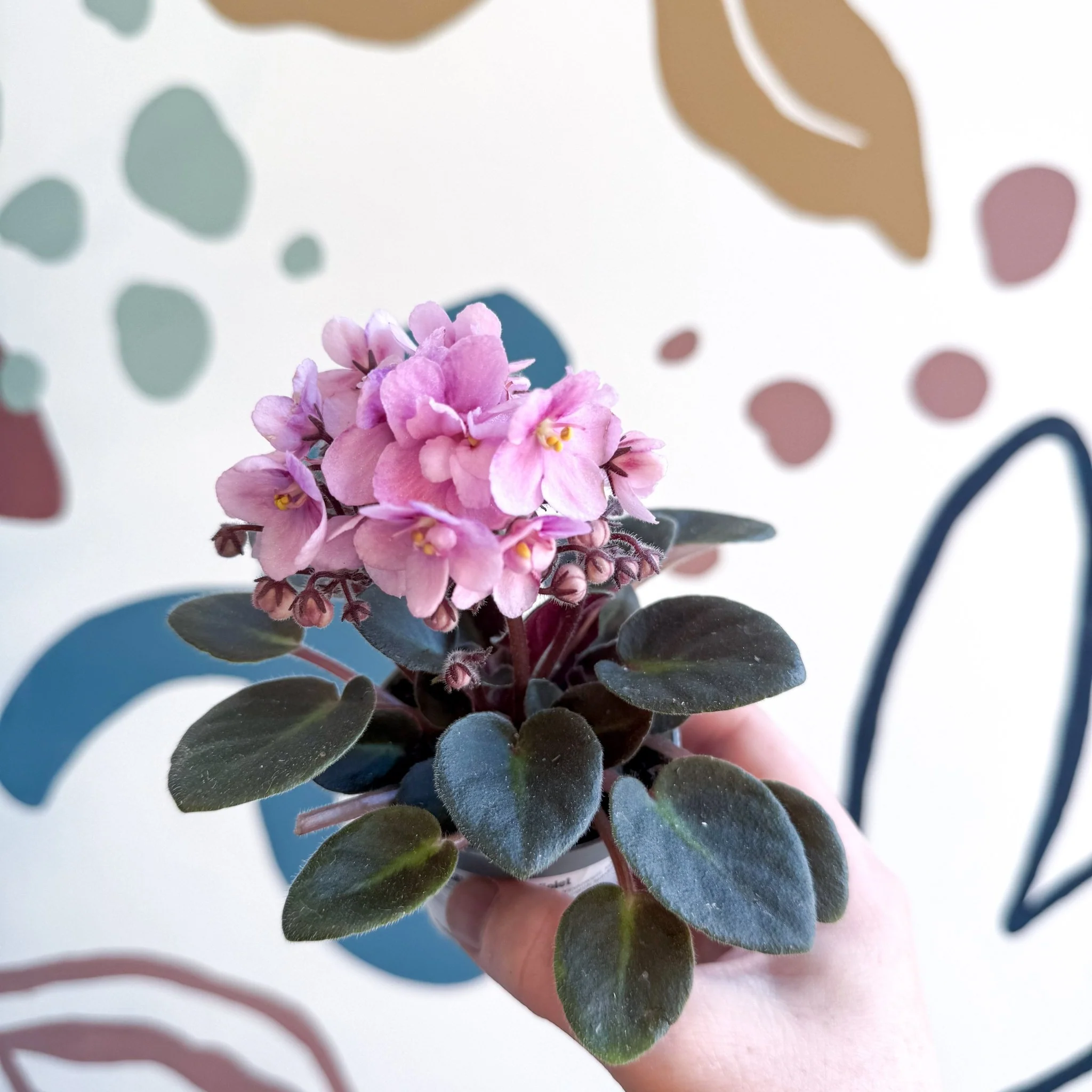 Saintpaulia – Pale Pink Mini African Violet - Image 17