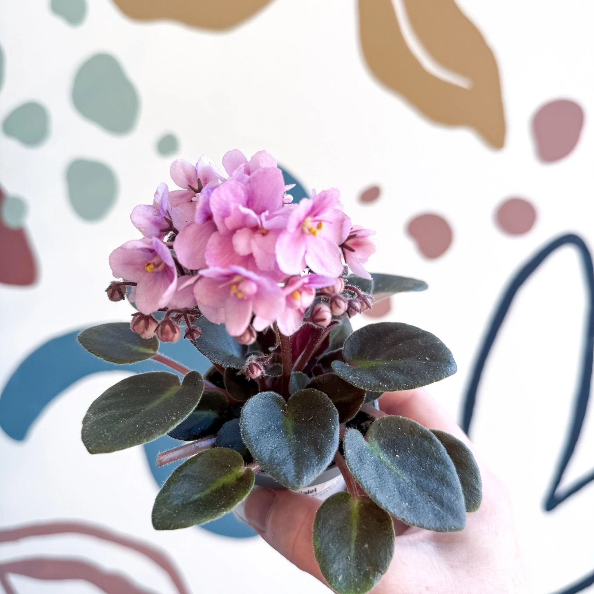 Saintpaulia – Pale Pink Mini African Violet - Image 18