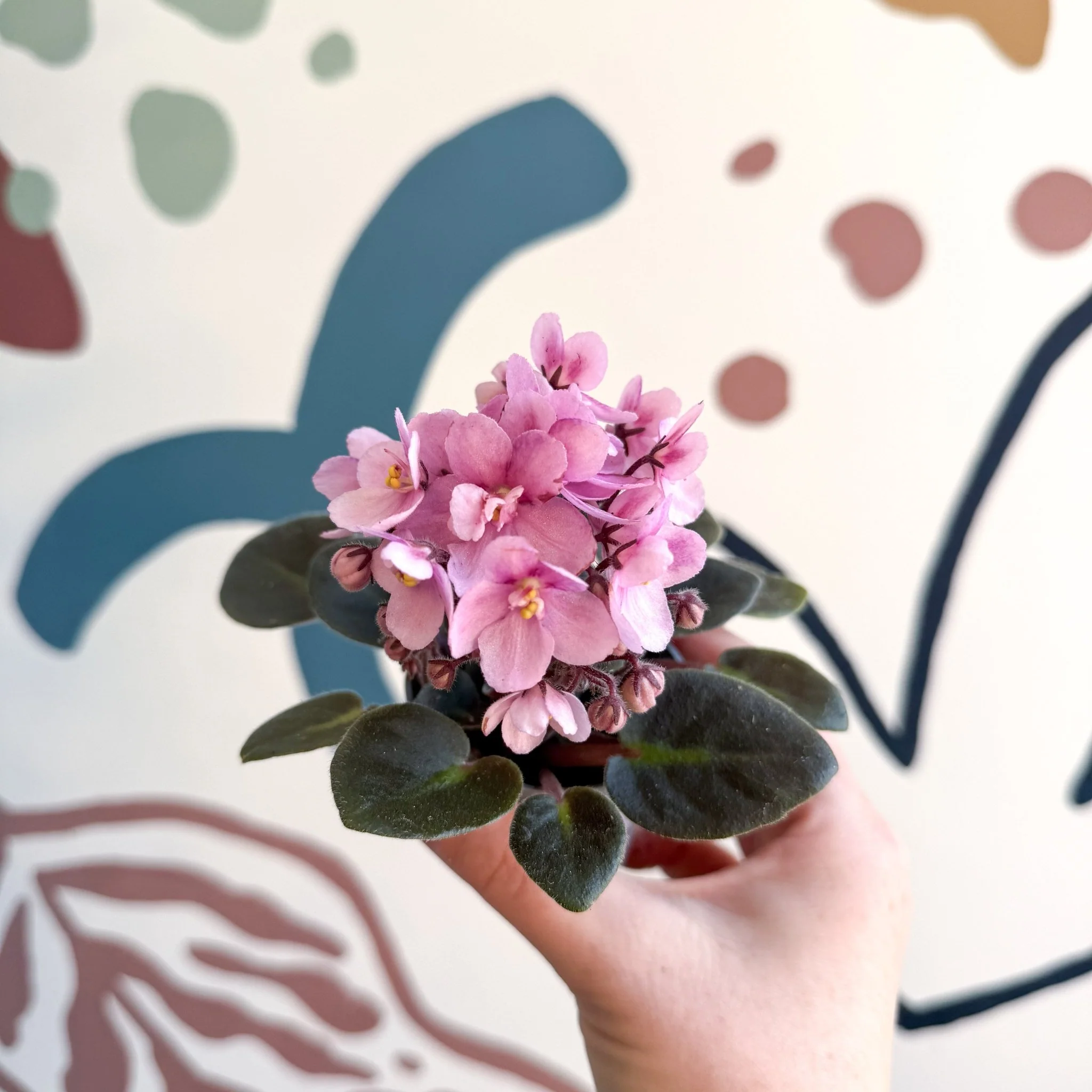 Saintpaulia – Pale Pink Mini African Violet - Image 6