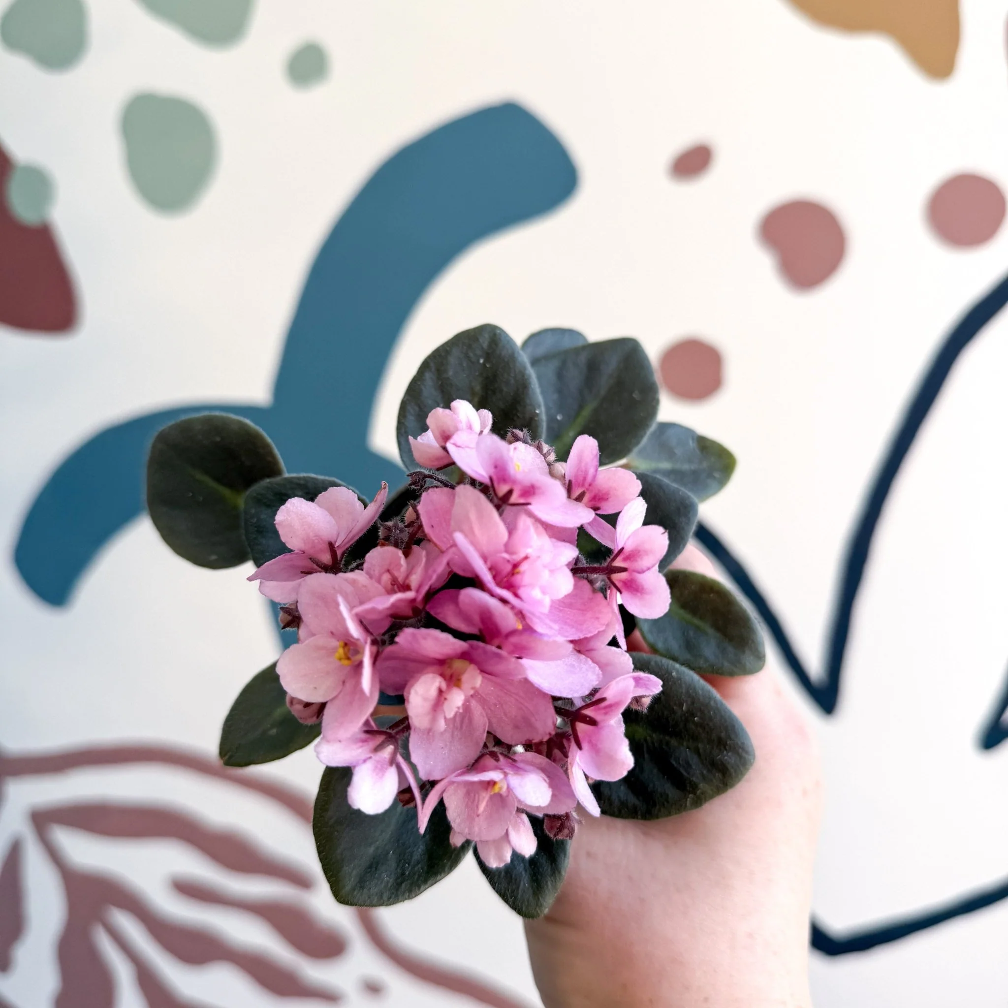 Saintpaulia – Pale Pink Mini African Violet - Image 8