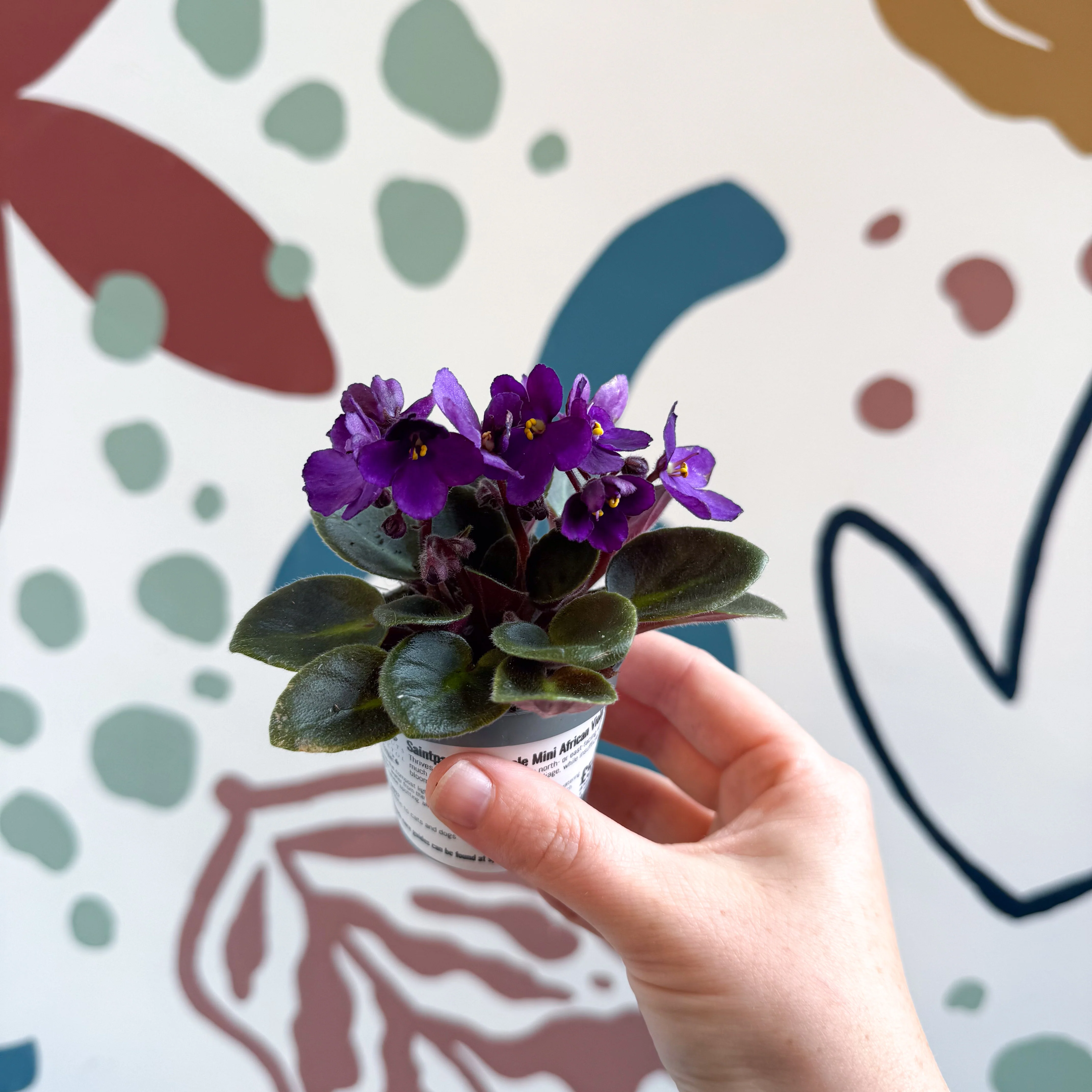 Saintpaulia – Purple Mini African Violet - Image 10