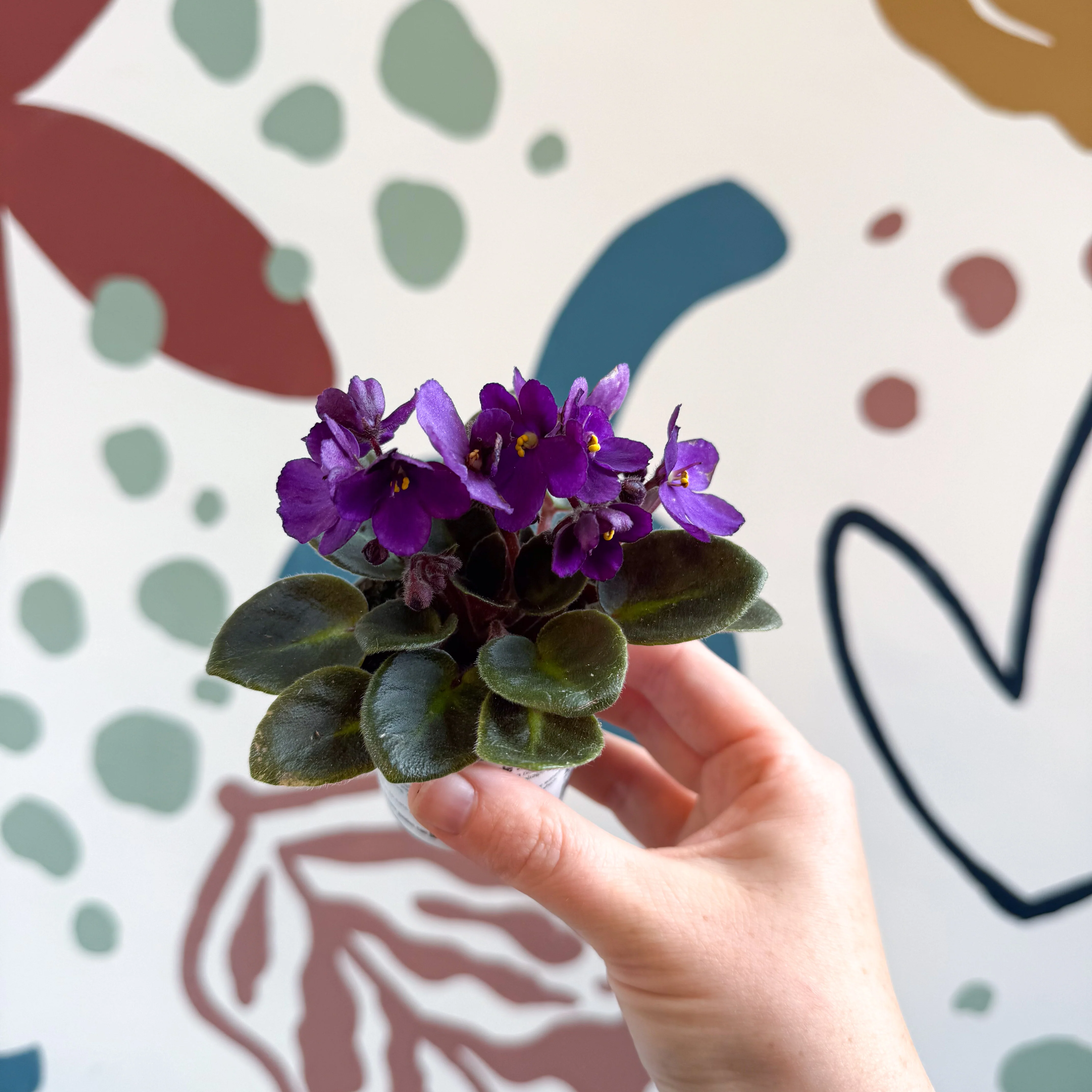 Saintpaulia – Purple Mini African Violet - Image 11