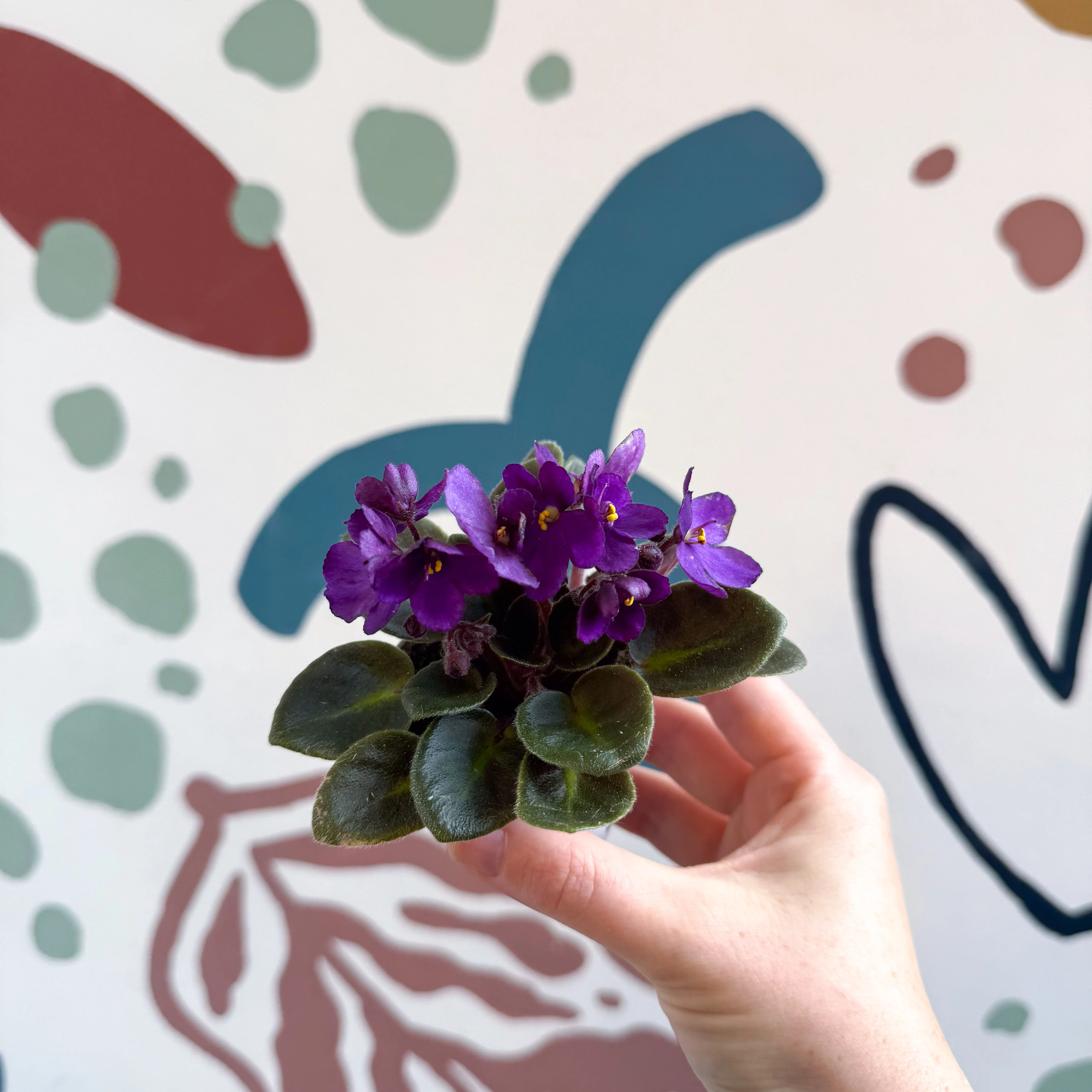 Saintpaulia – Purple Mini African Violet - Image 2