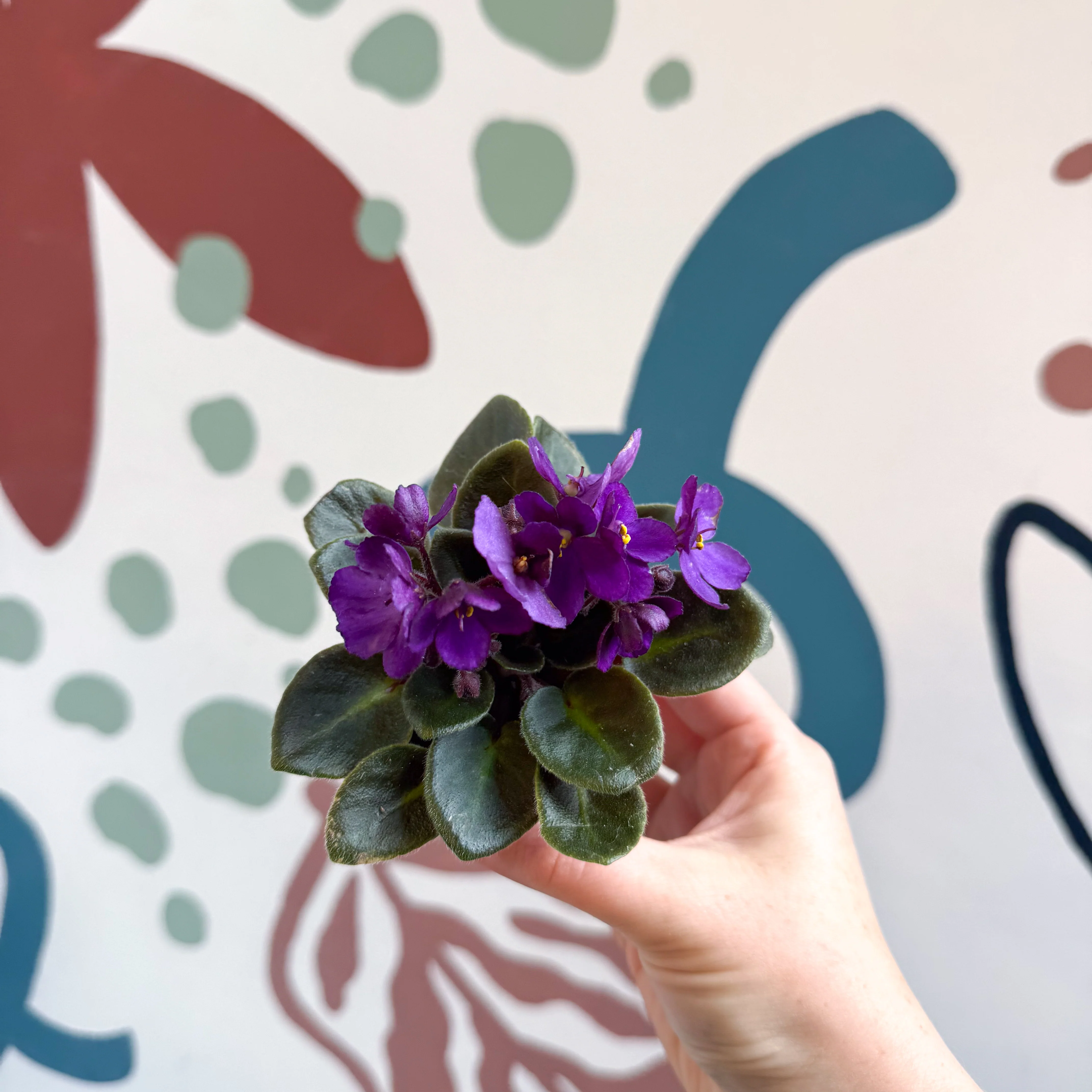Saintpaulia – Purple Mini African Violet - Image 3