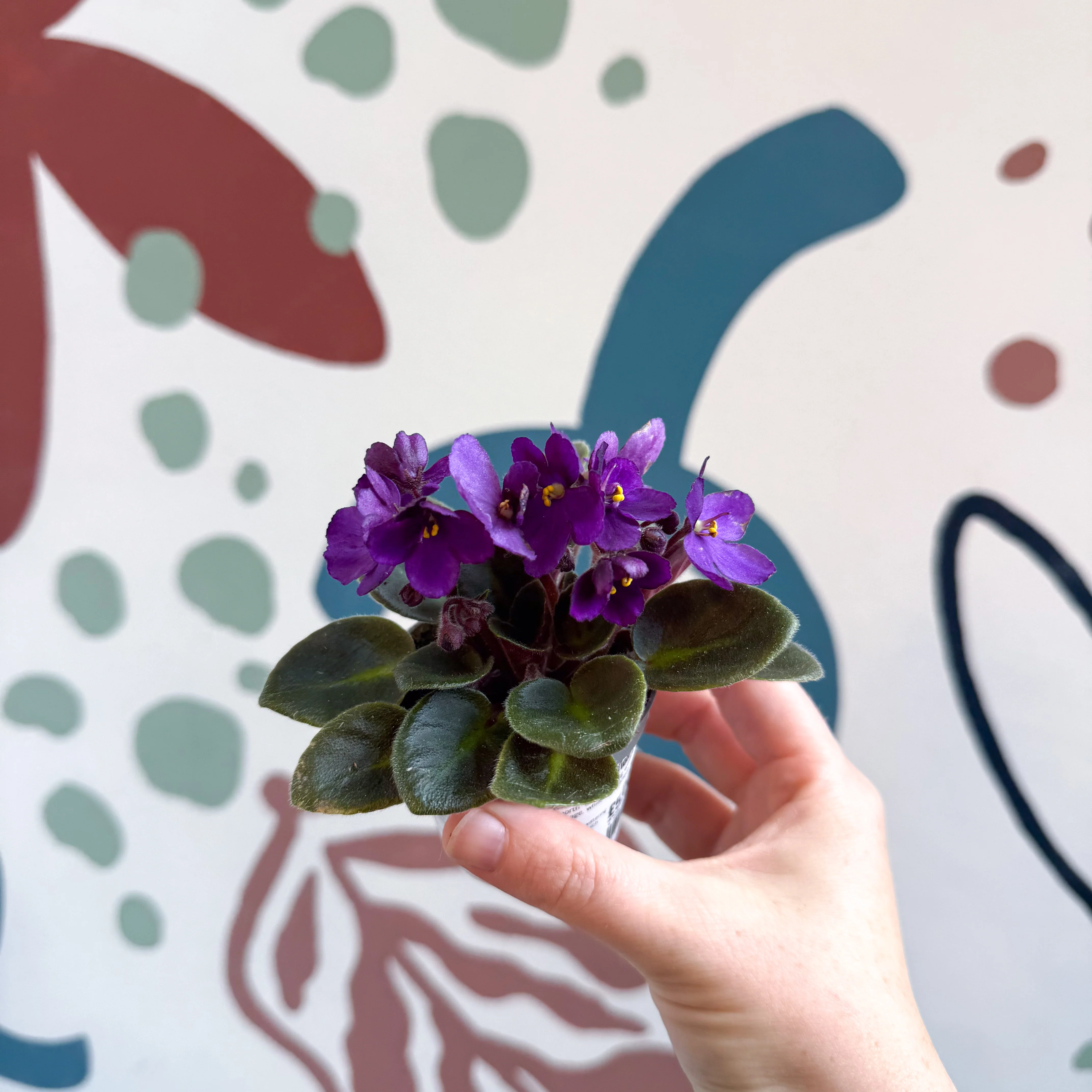 Saintpaulia – Purple Mini African Violet - Image 4