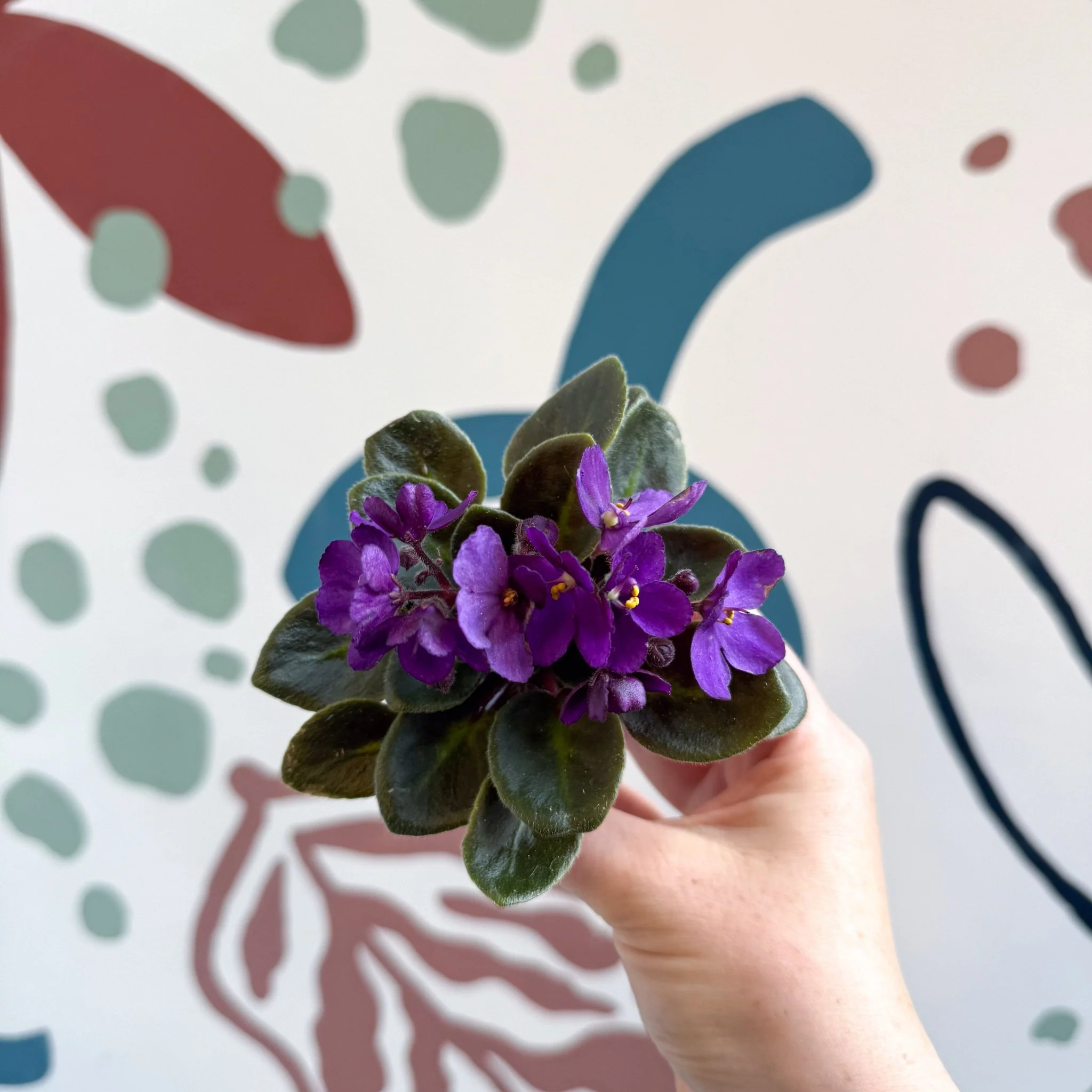 Saintpaulia – Purple Mini African Violet - Image 5