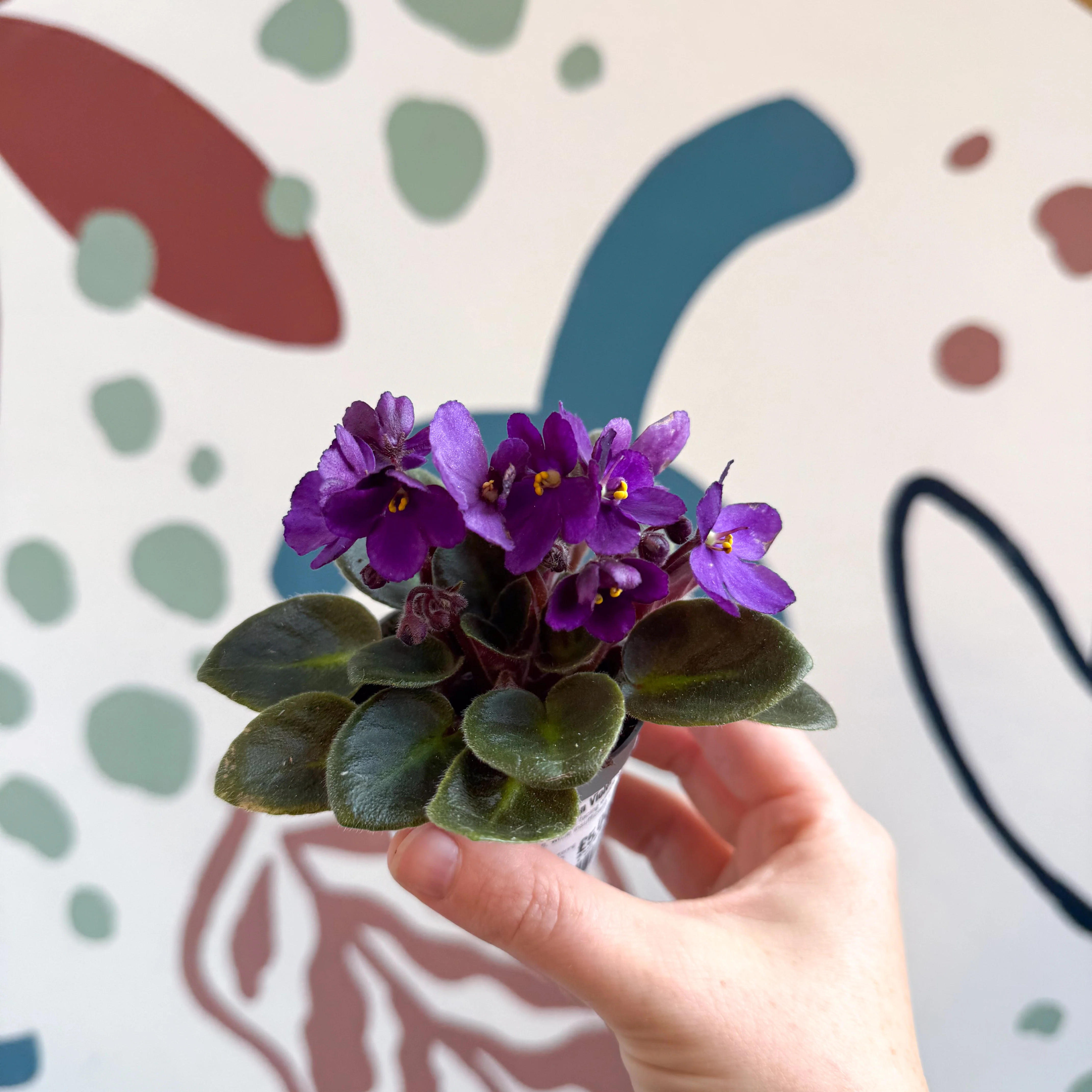 Saintpaulia – Purple Mini African Violet - Image 6