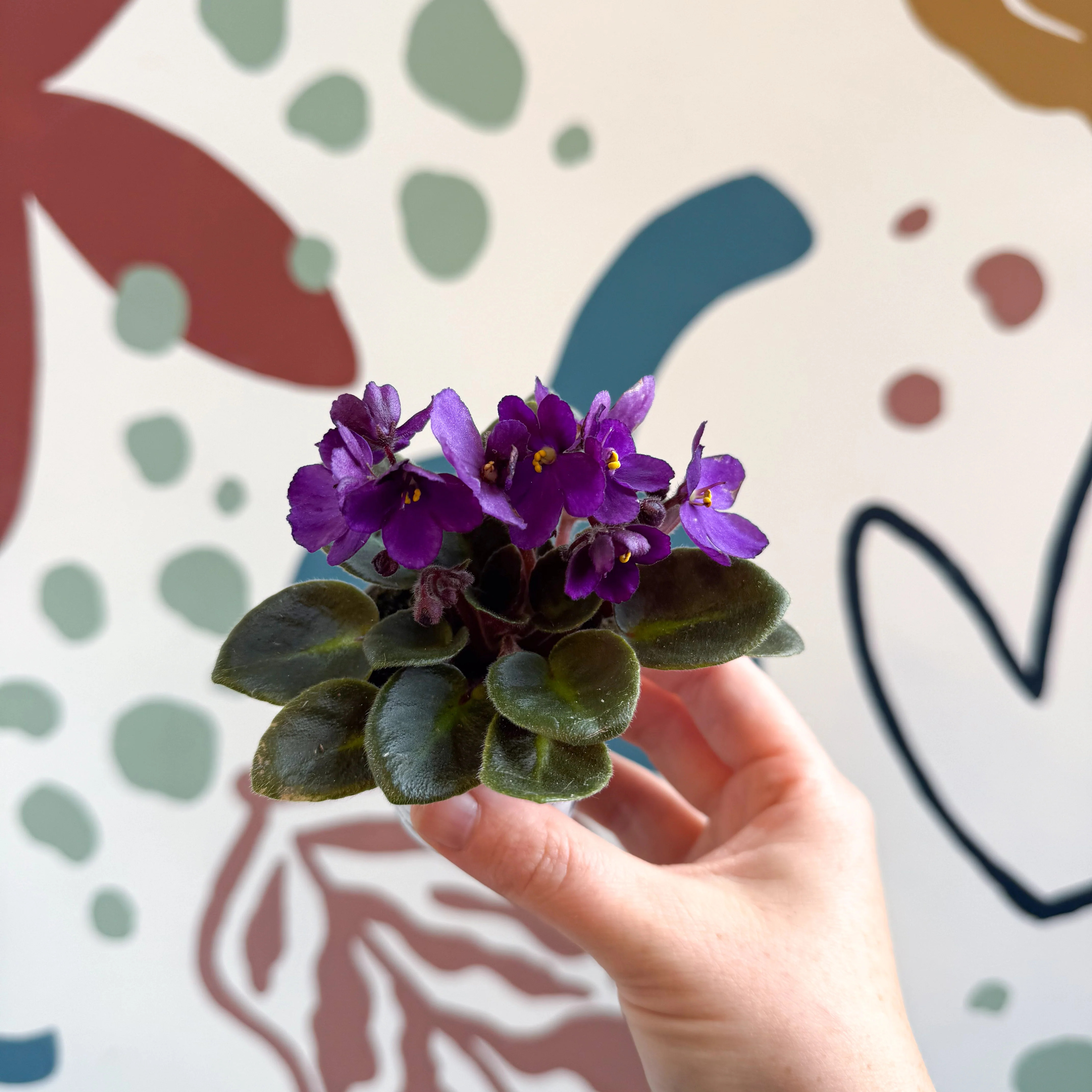 Saintpaulia – Purple Mini African Violet - Image 7