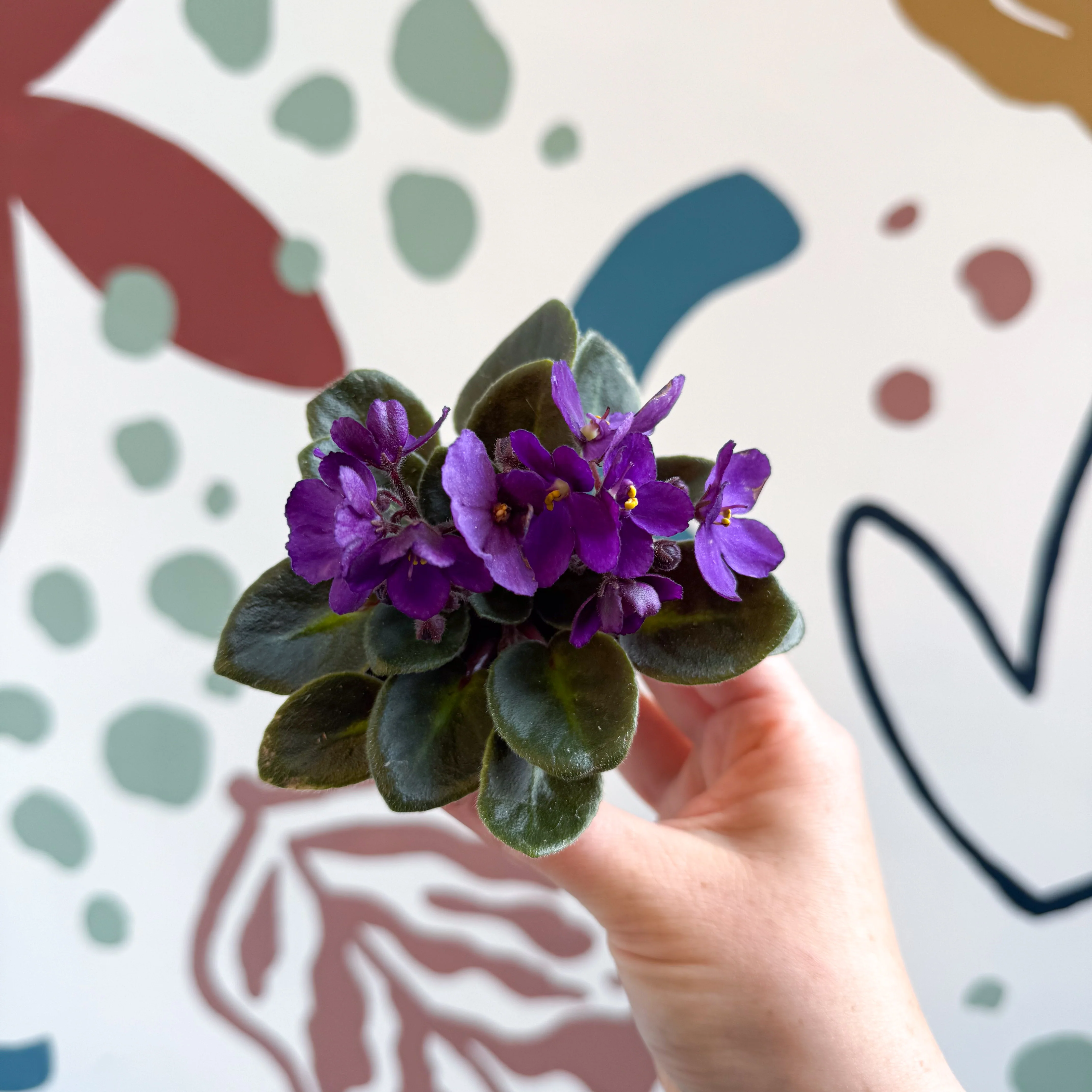 Saintpaulia – Purple Mini African Violet - Image 8
