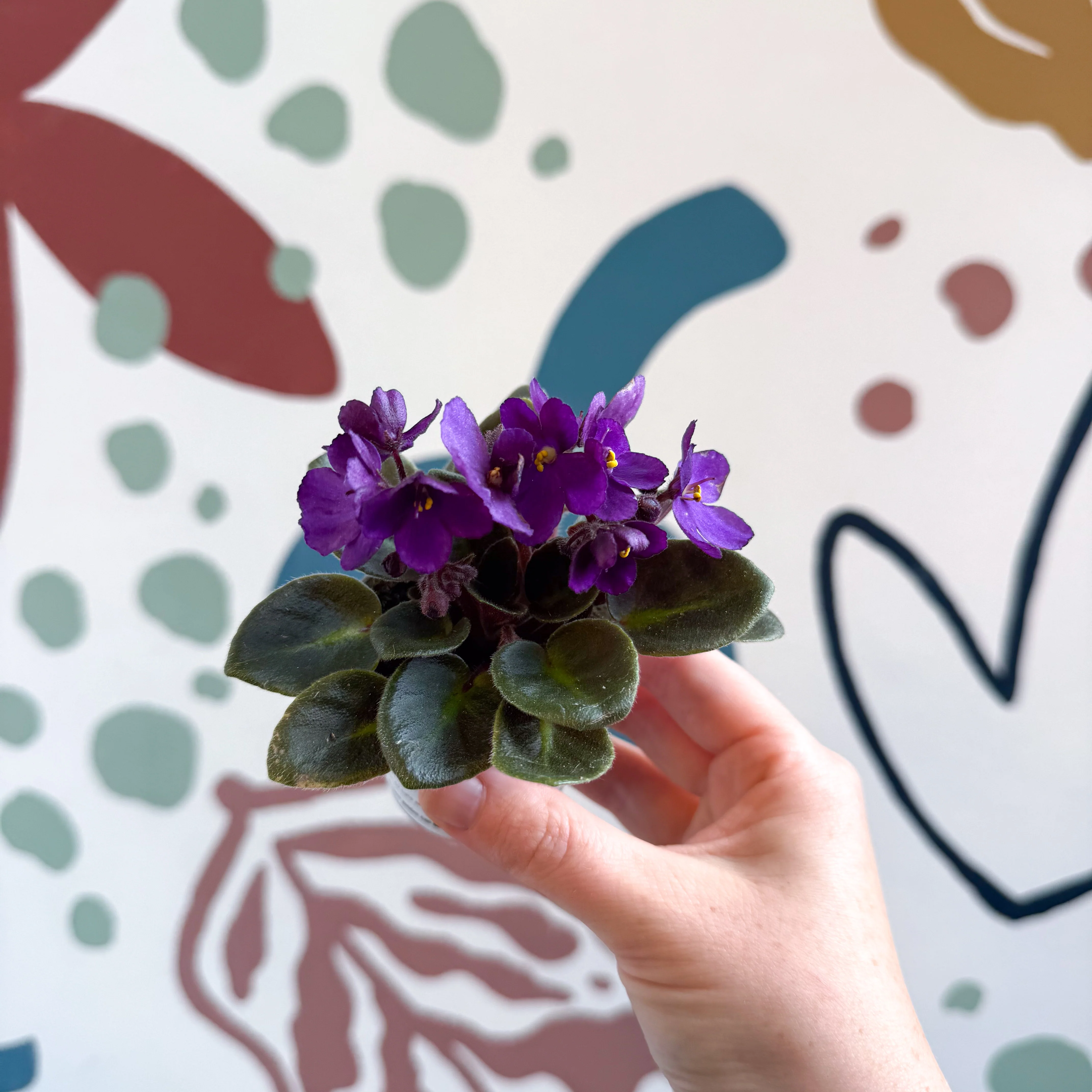 Saintpaulia – Purple Mini African Violet - Image 9
