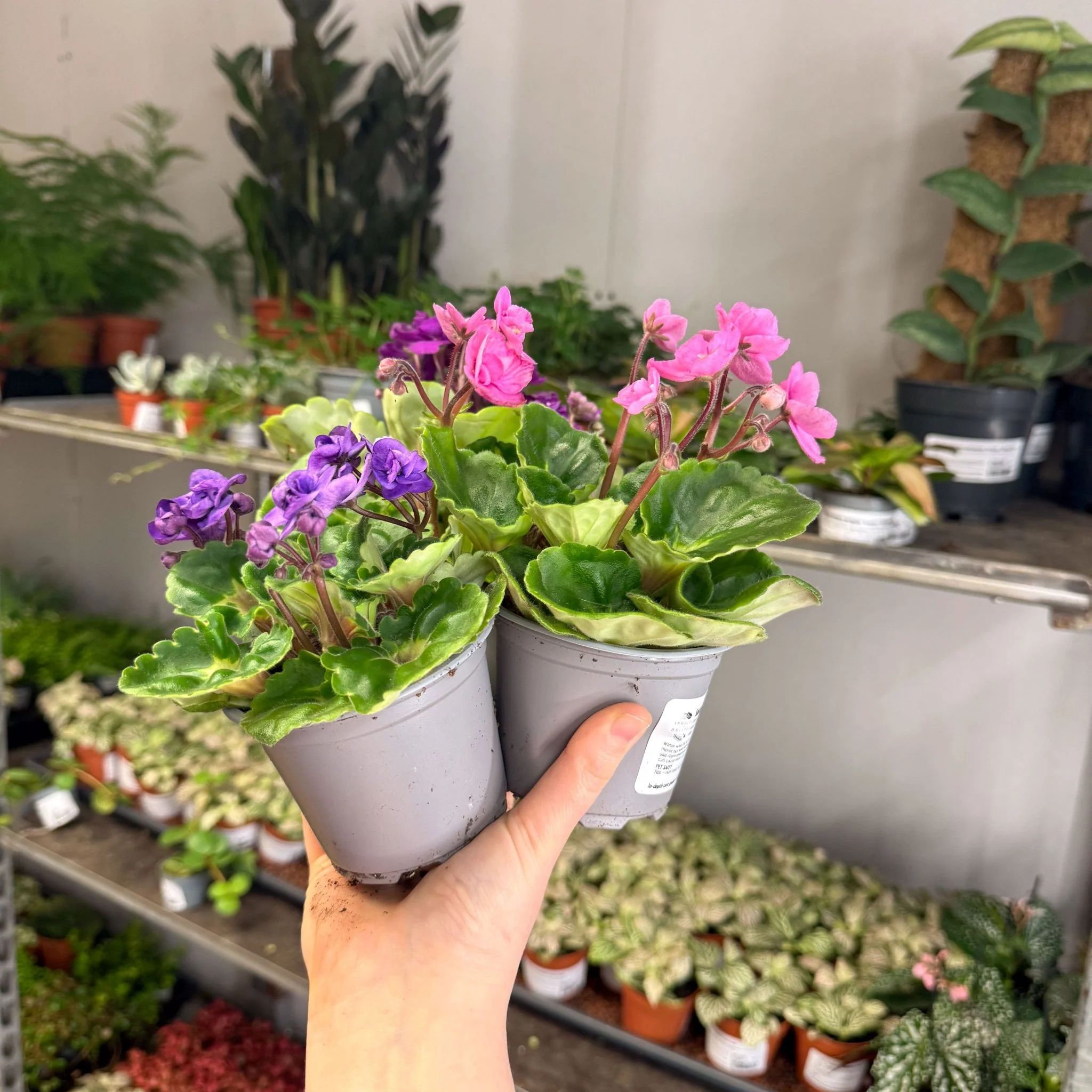 Saintpaulia ‘Rococo’ - African Violet - Image 3