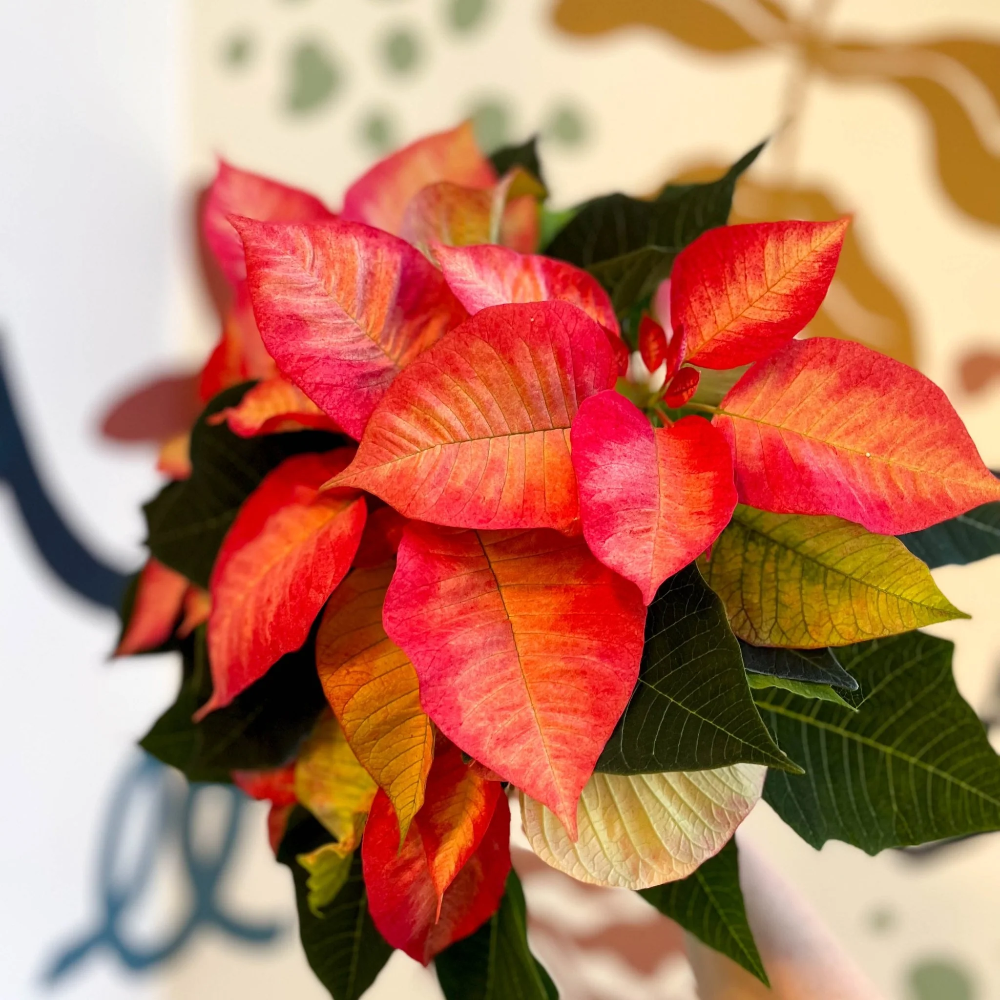 Salmon Poinsettia - Euphorbia pulcherrima - British Grown - Image 10