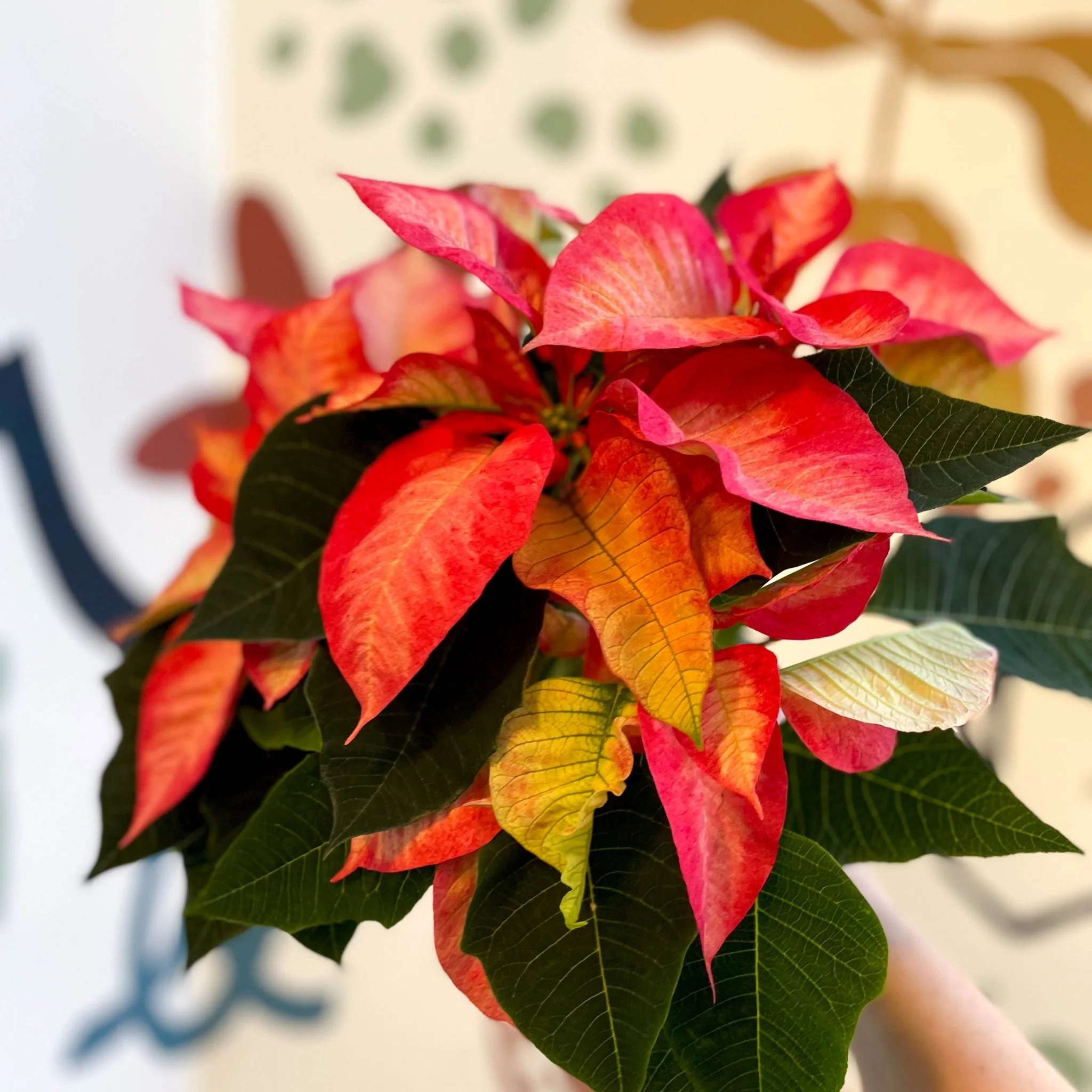 Salmon Poinsettia - Euphorbia pulcherrima - British Grown - Image 11