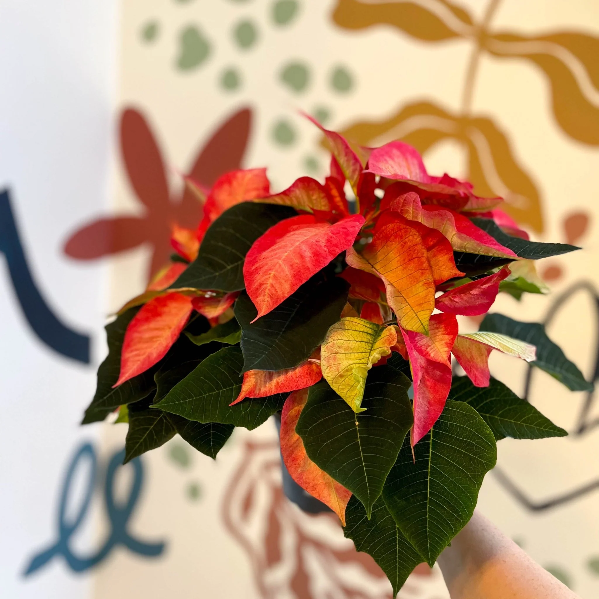 Salmon Poinsettia - Euphorbia pulcherrima - British Grown - Image 12