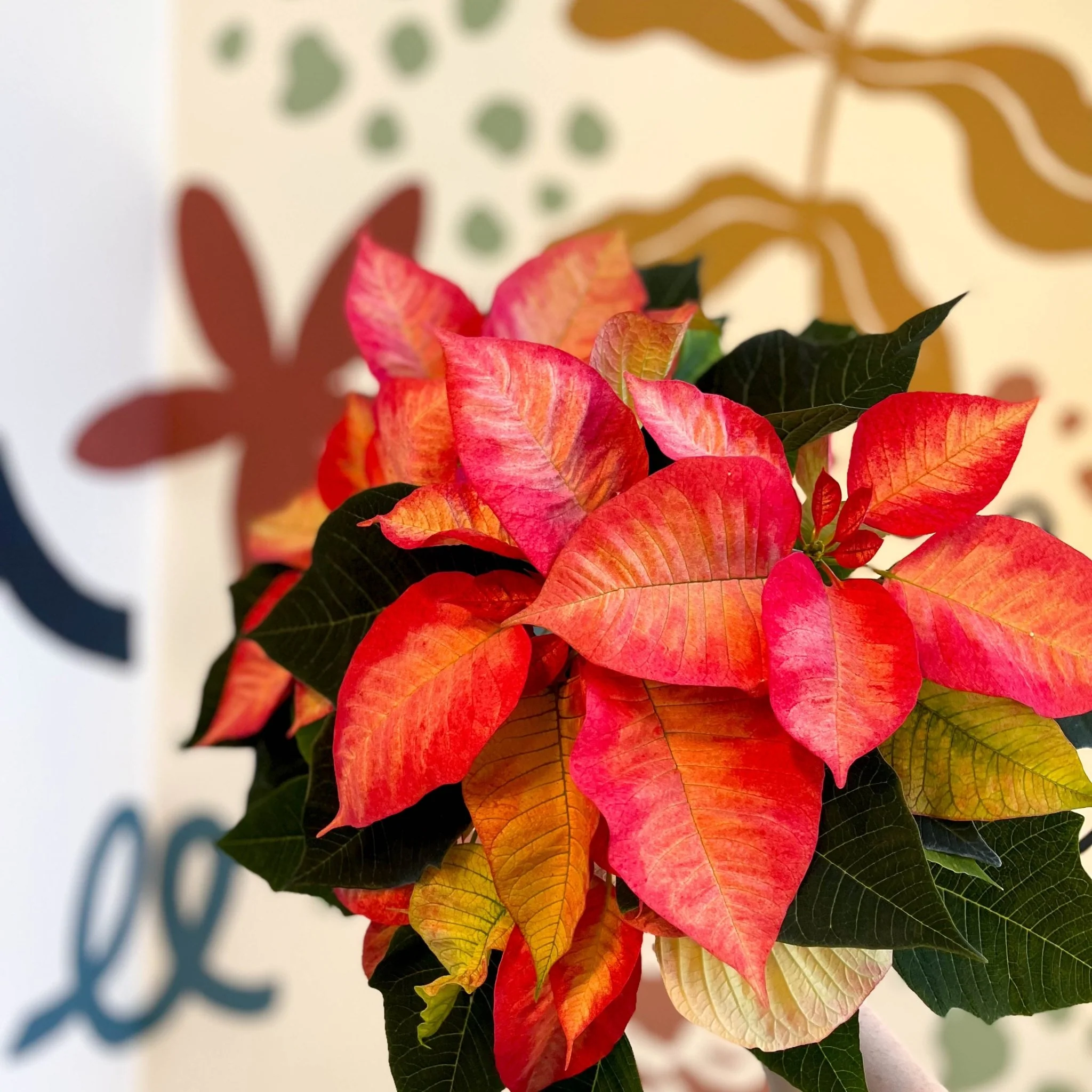 Salmon Poinsettia - Euphorbia pulcherrima - British Grown - Image 13