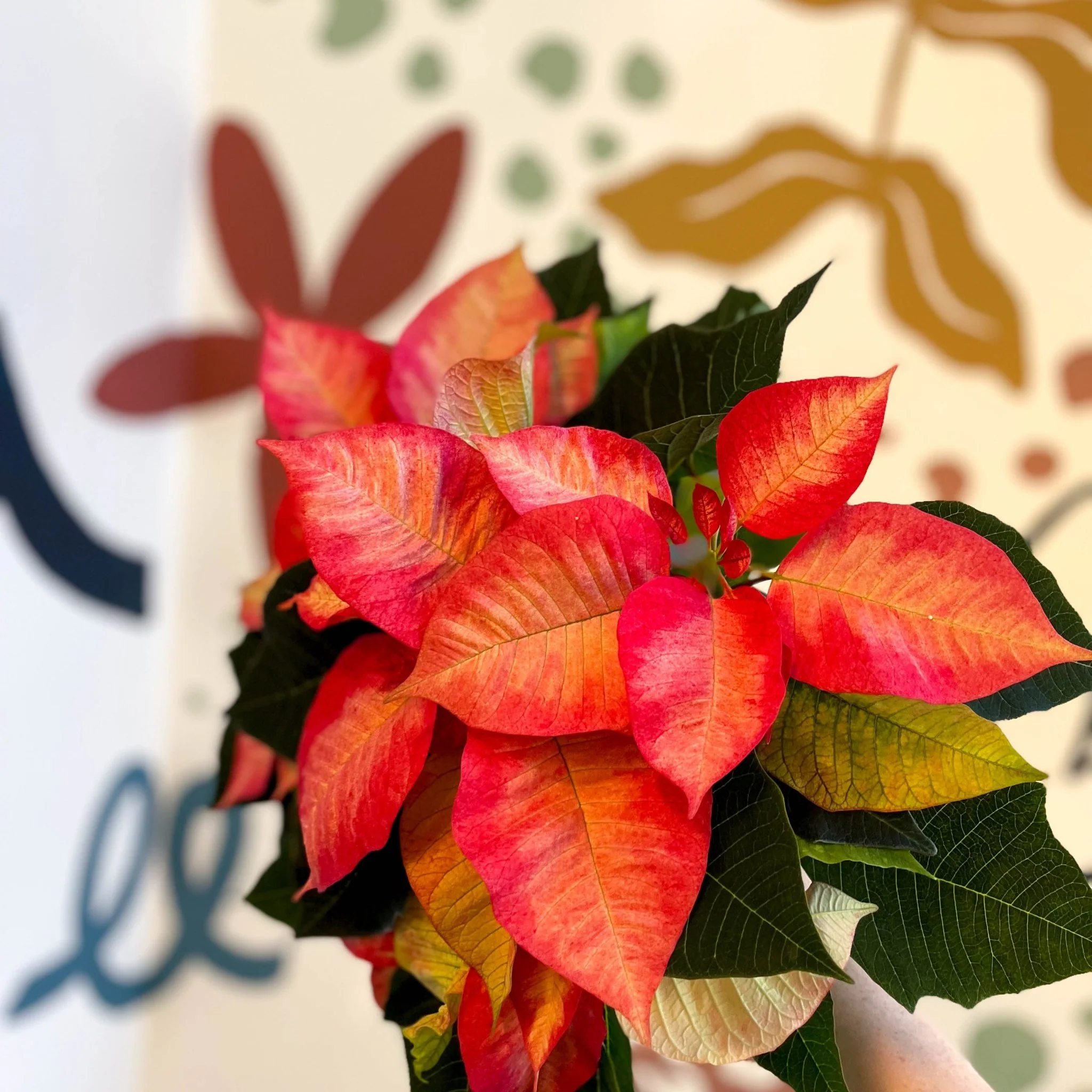 Salmon Poinsettia - Euphorbia pulcherrima - British Grown - Image 14