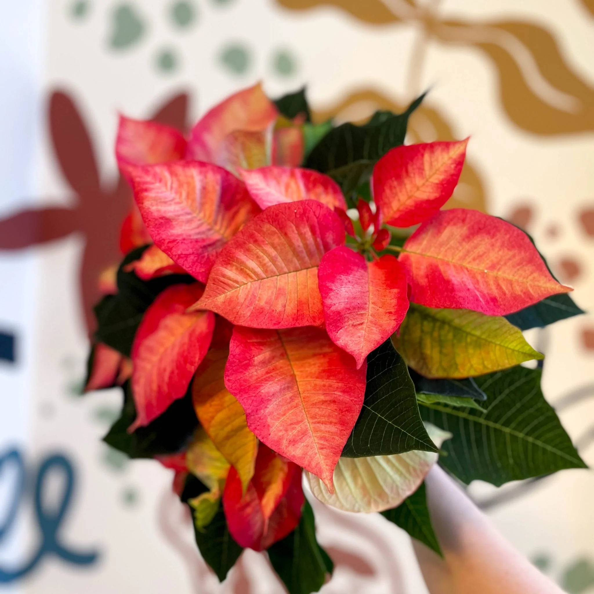Salmon Poinsettia - Euphorbia pulcherrima - British Grown - Image 15