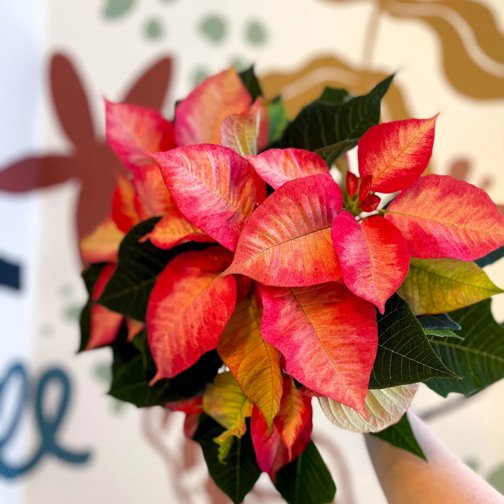 Salmon Poinsettia - Euphorbia pulcherrima - British Grown - Image 16