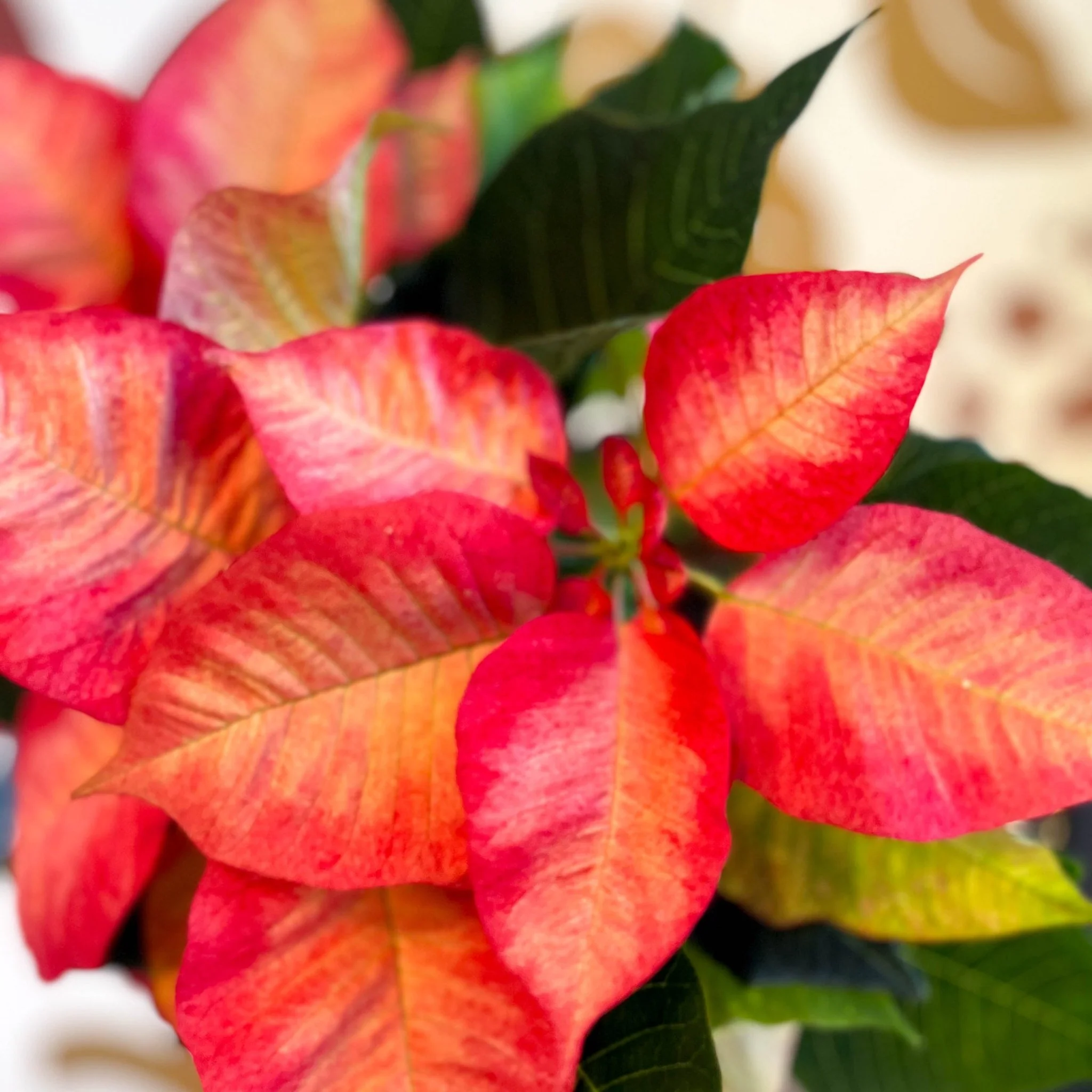 Salmon Poinsettia - Euphorbia pulcherrima - British Grown - Image 2