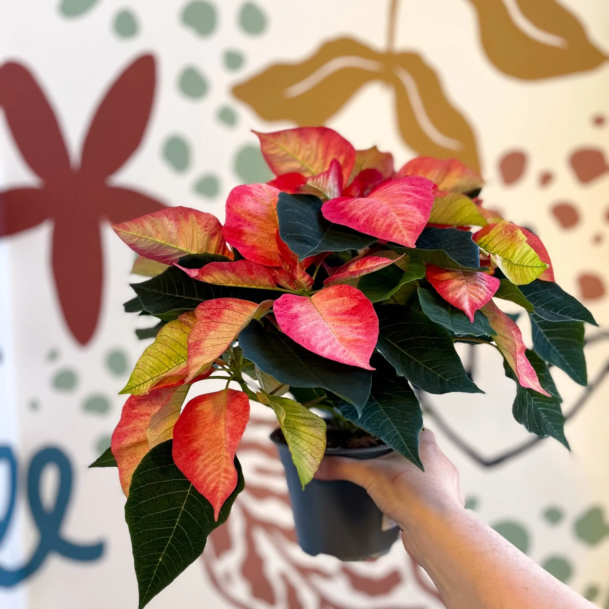 Salmon Poinsettia - Euphorbia pulcherrima - British Grown - Image 3