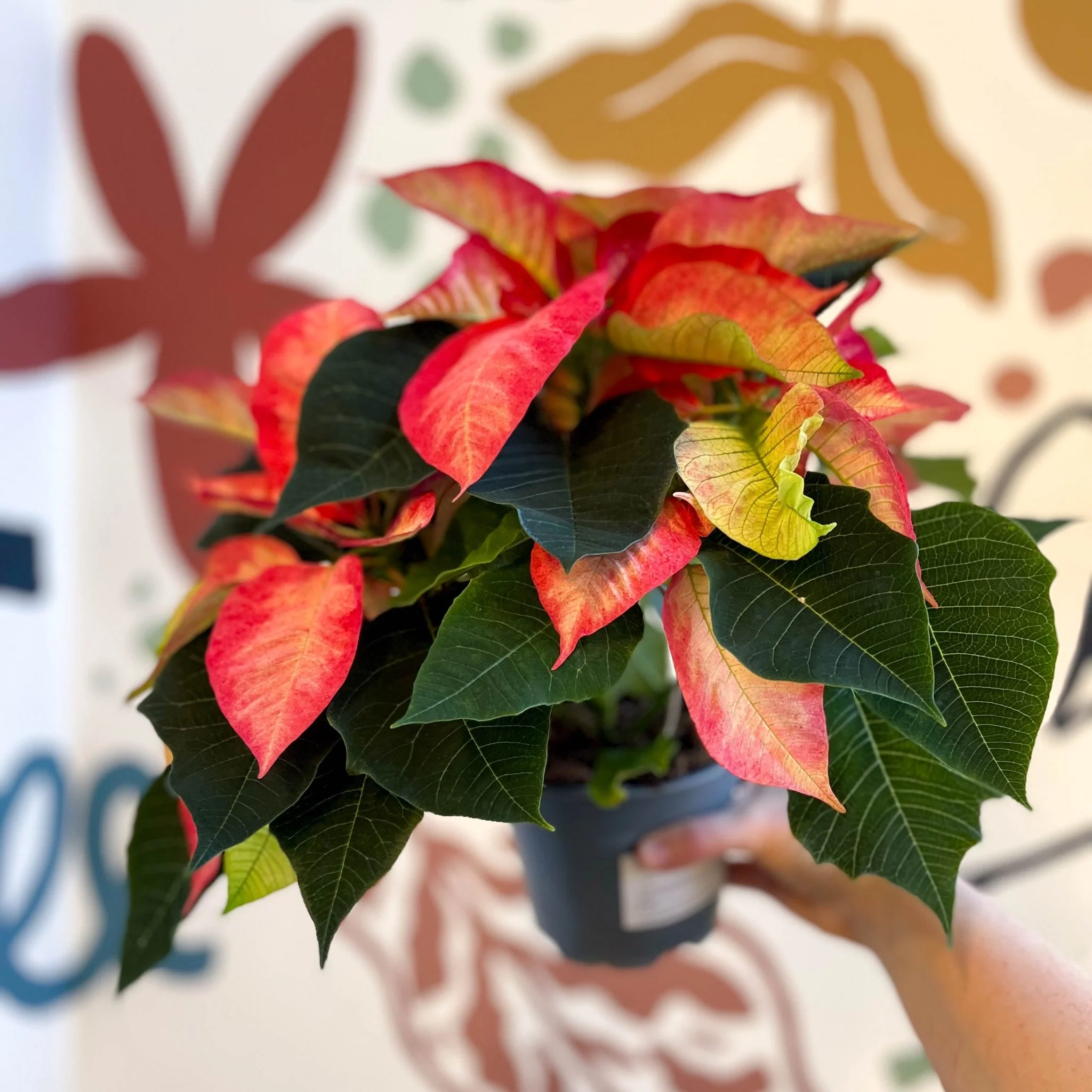 Salmon Poinsettia - Euphorbia pulcherrima - British Grown - Image 4