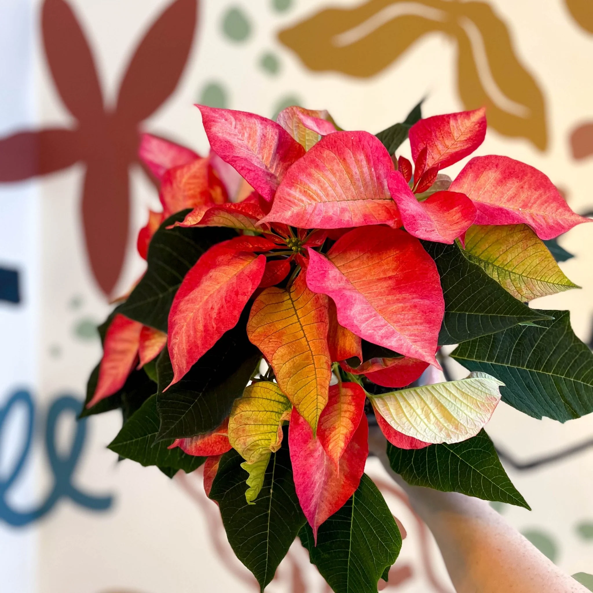 Salmon Poinsettia - Euphorbia pulcherrima - British Grown - Image 5