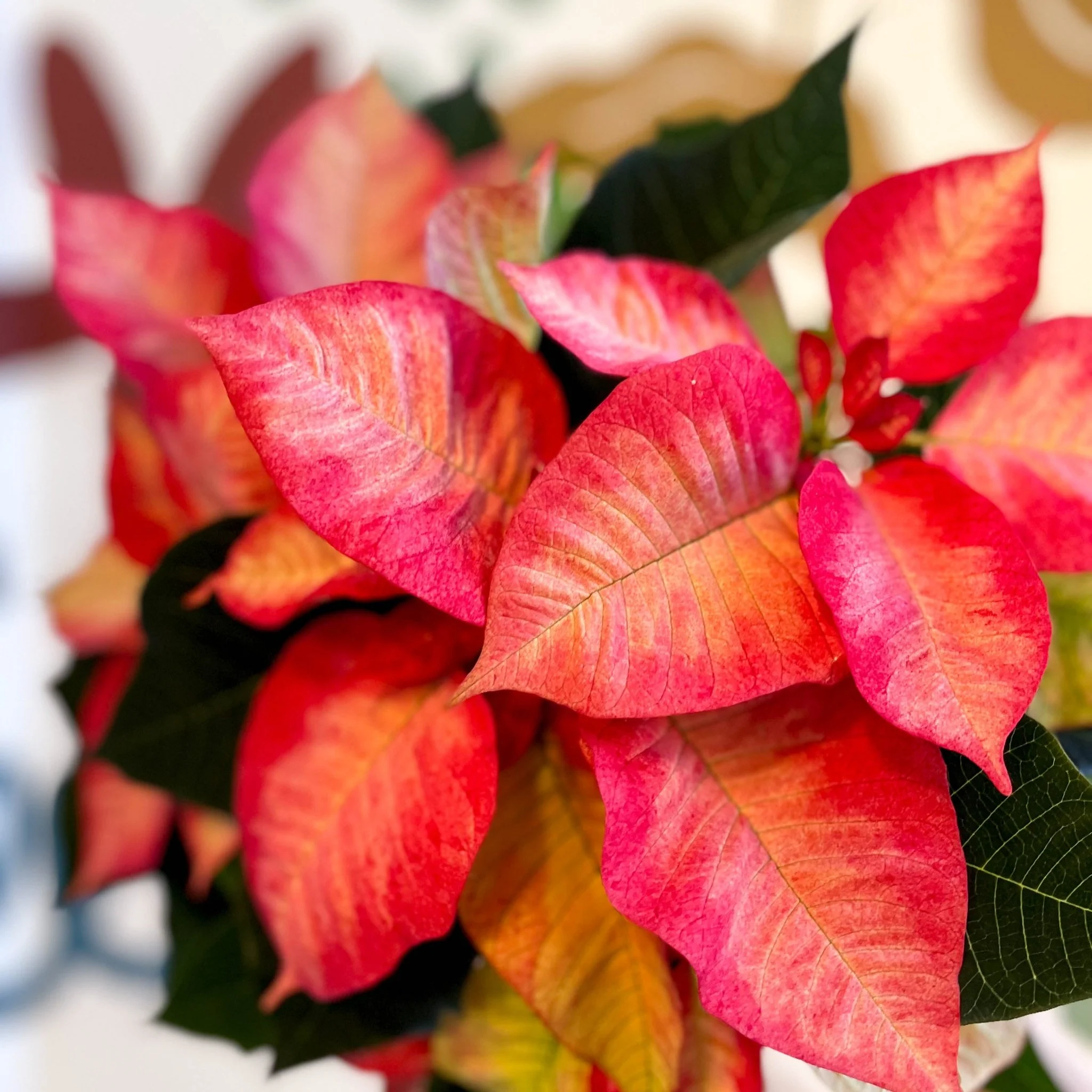 Salmon Poinsettia - Euphorbia pulcherrima - British Grown - Image 6
