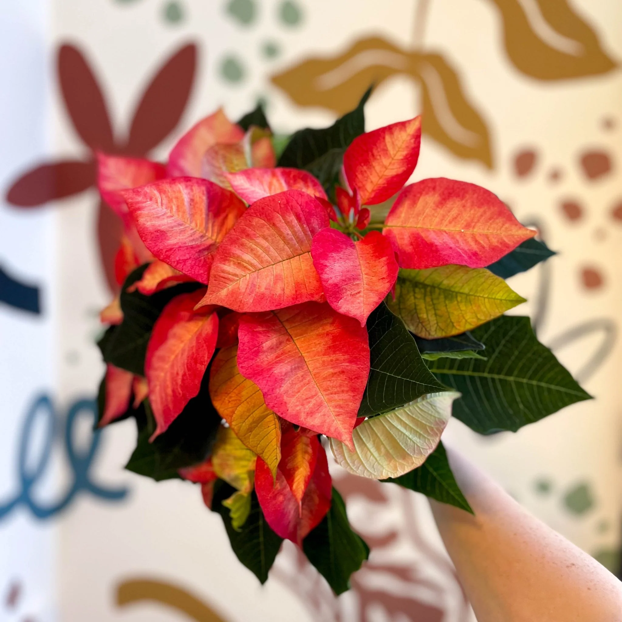 Salmon Poinsettia - Euphorbia pulcherrima - British Grown - Image 7