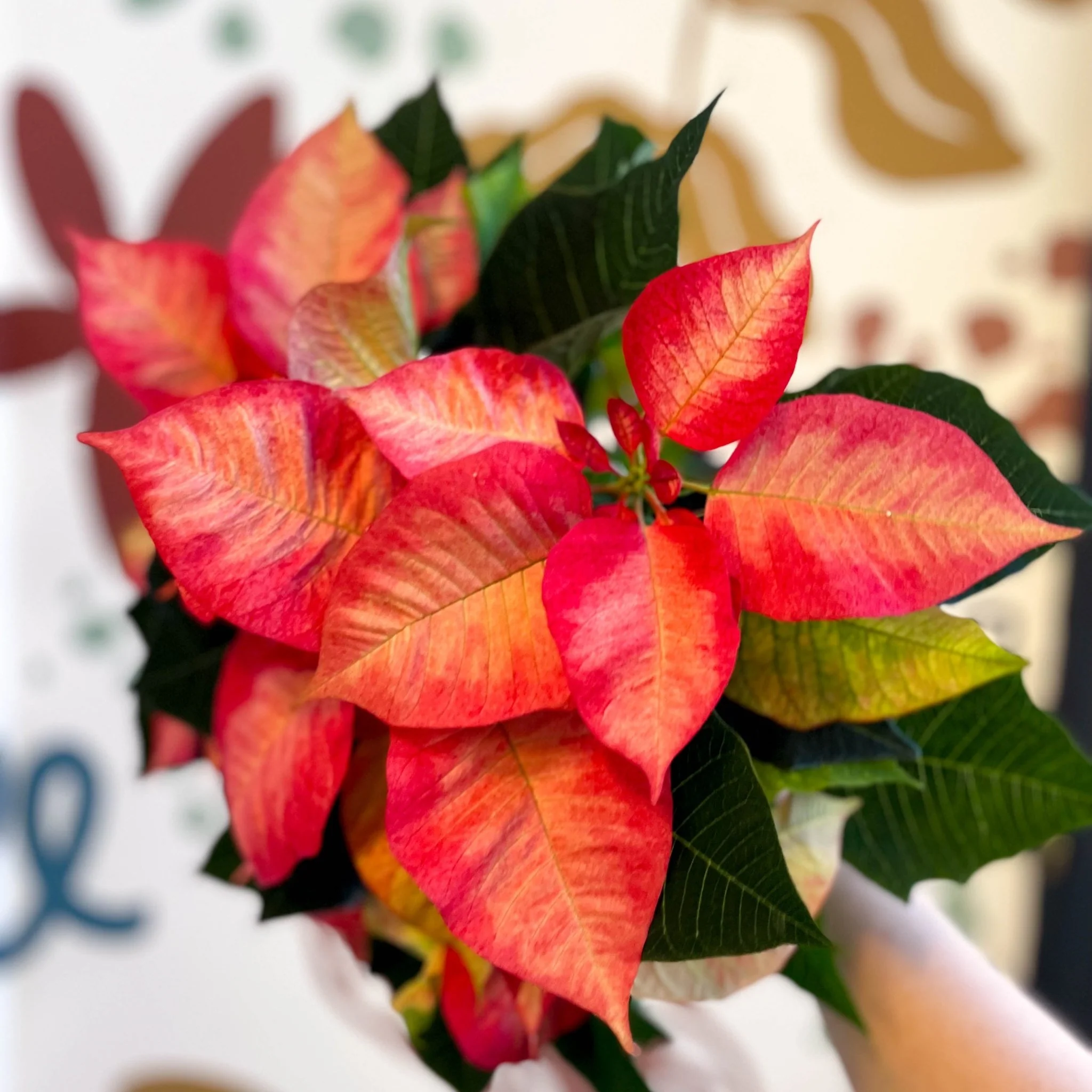 Salmon Poinsettia - Euphorbia pulcherrima - British Grown - Image 8