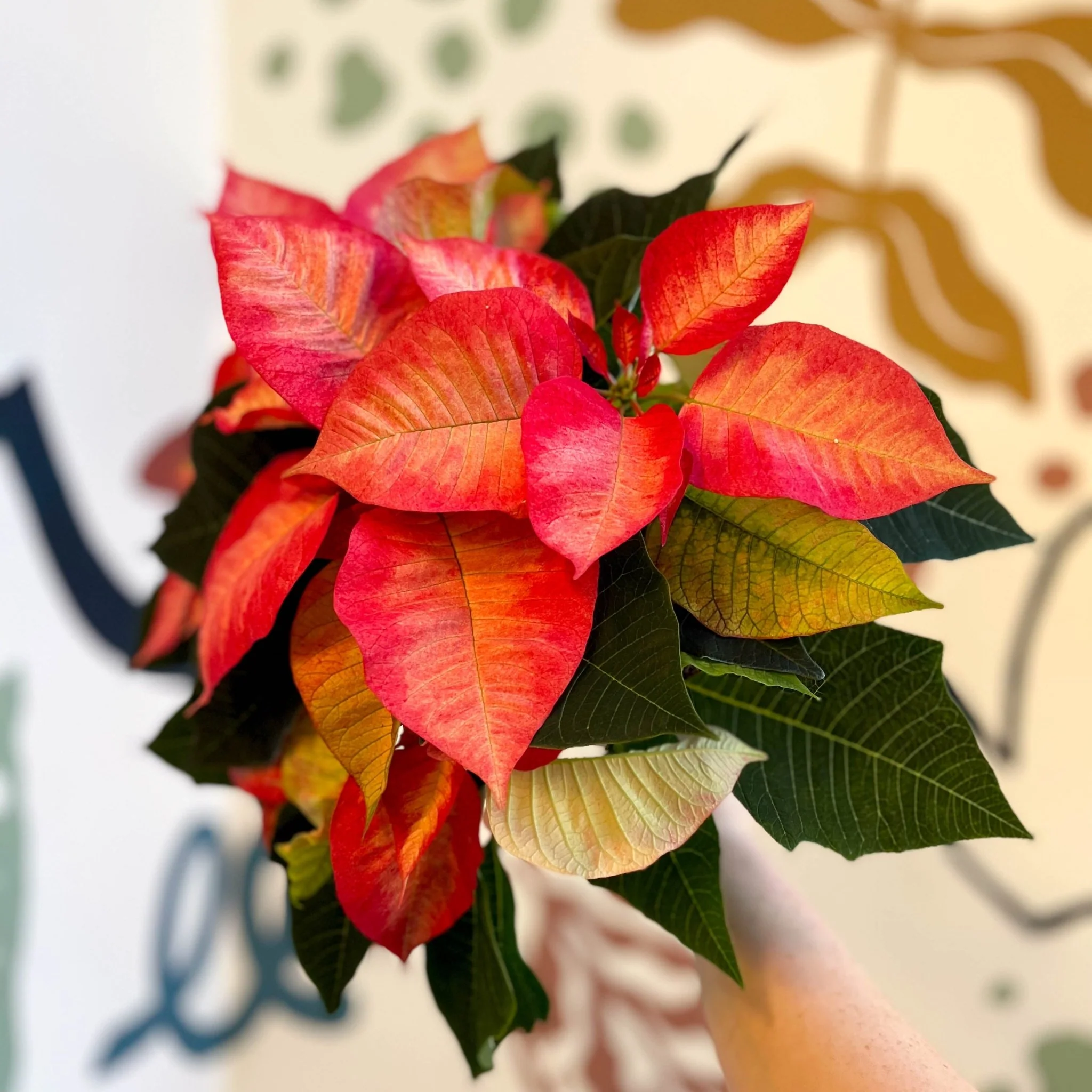 Salmon Poinsettia - Euphorbia pulcherrima - British Grown - Image 9