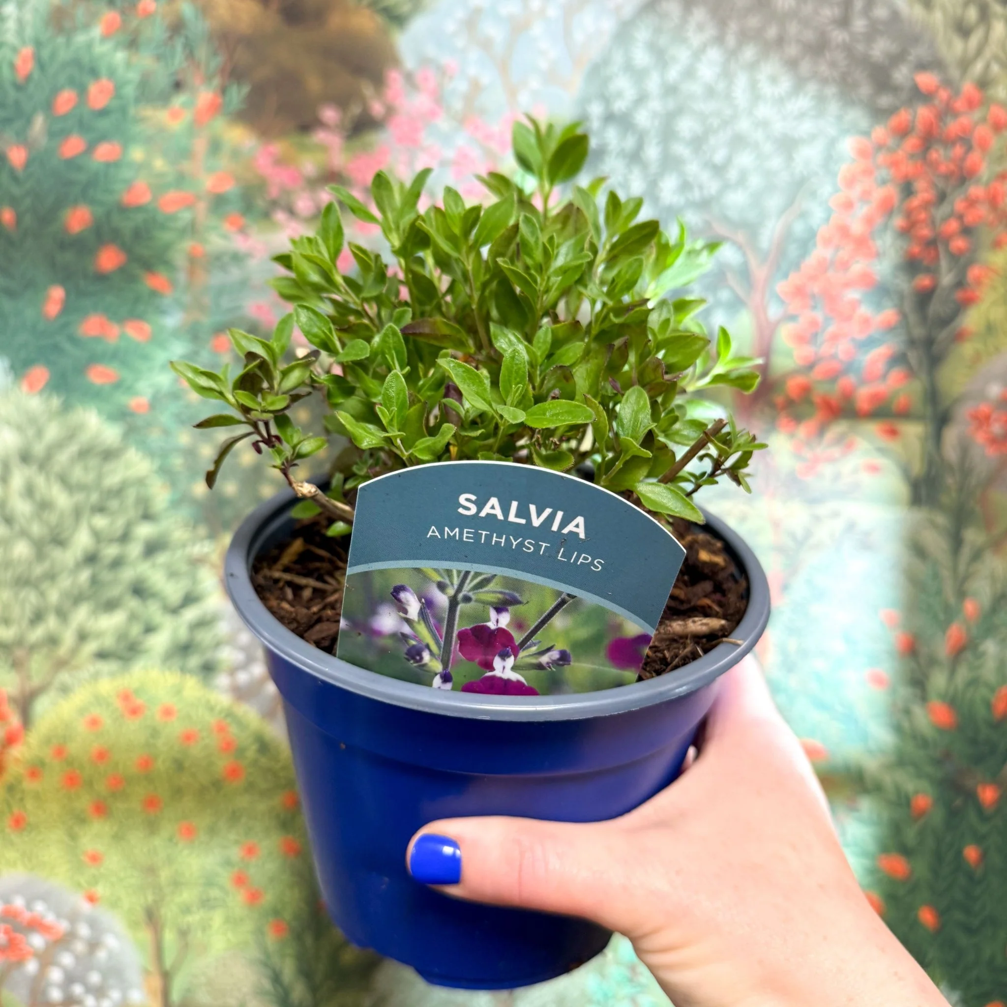 Salvia greggii 'Amethyst Lips' - British Grown Perennial