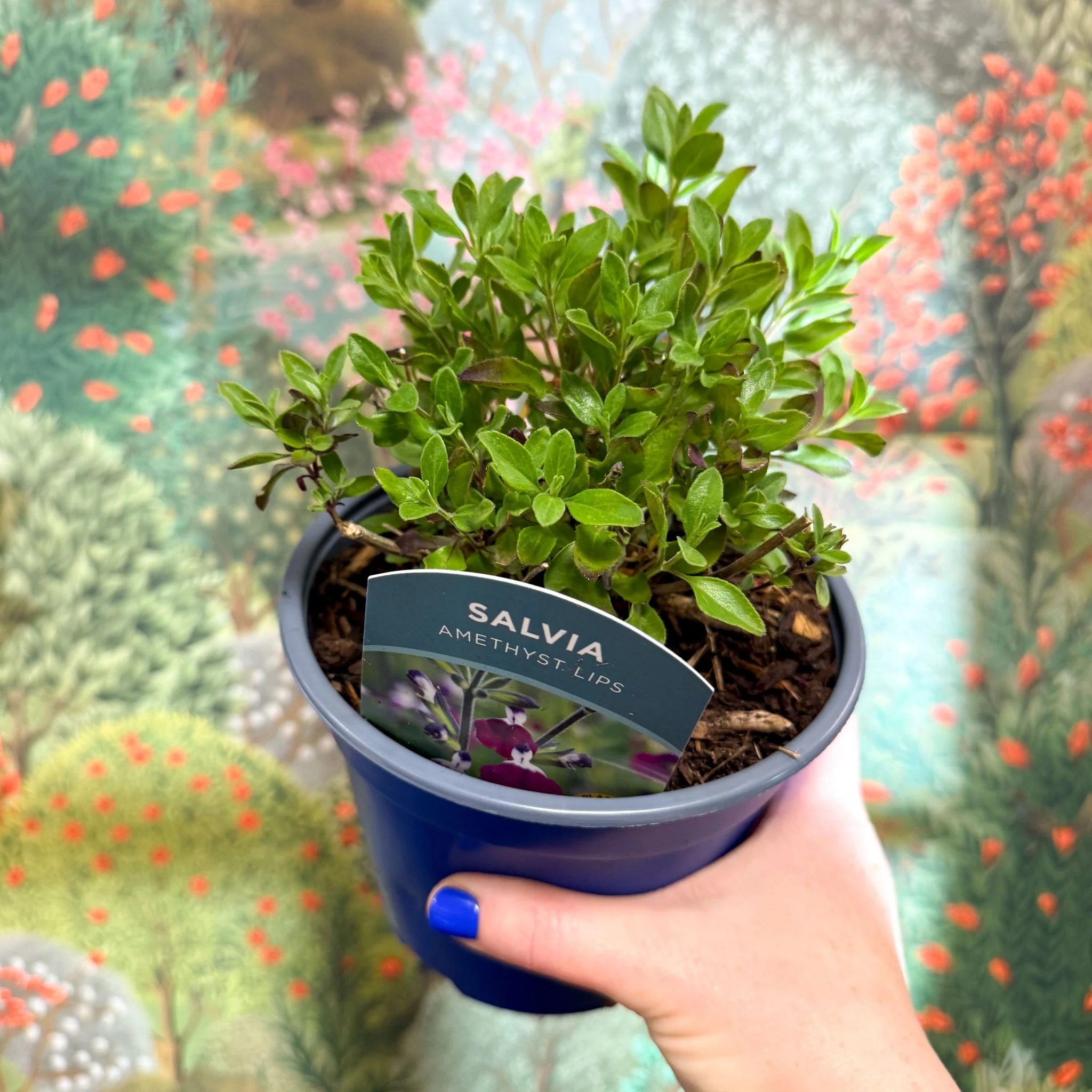 Salvia greggii 'Amethyst Lips' - British Grown Perennial - Image 2