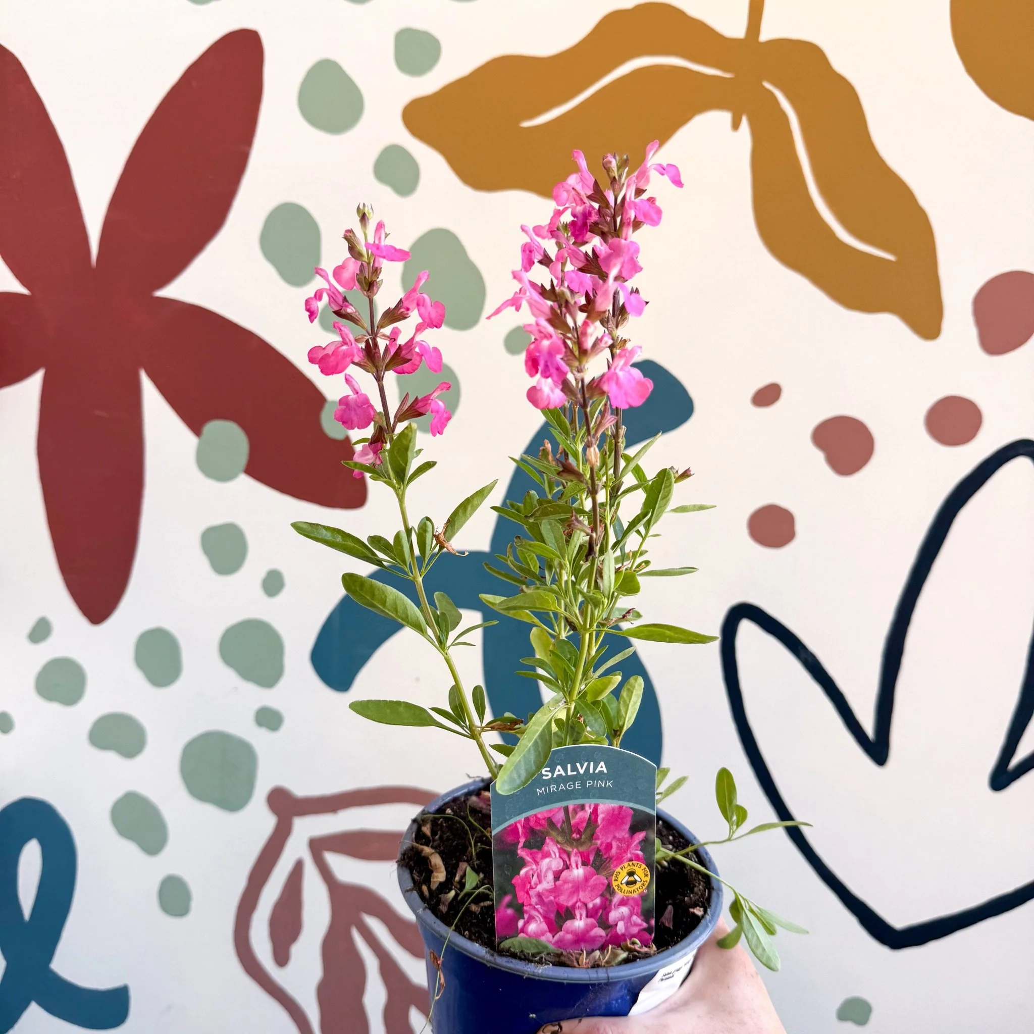 Salvia greggii 'Mirage Pink' - Autumn Sage - English Grown Perennial