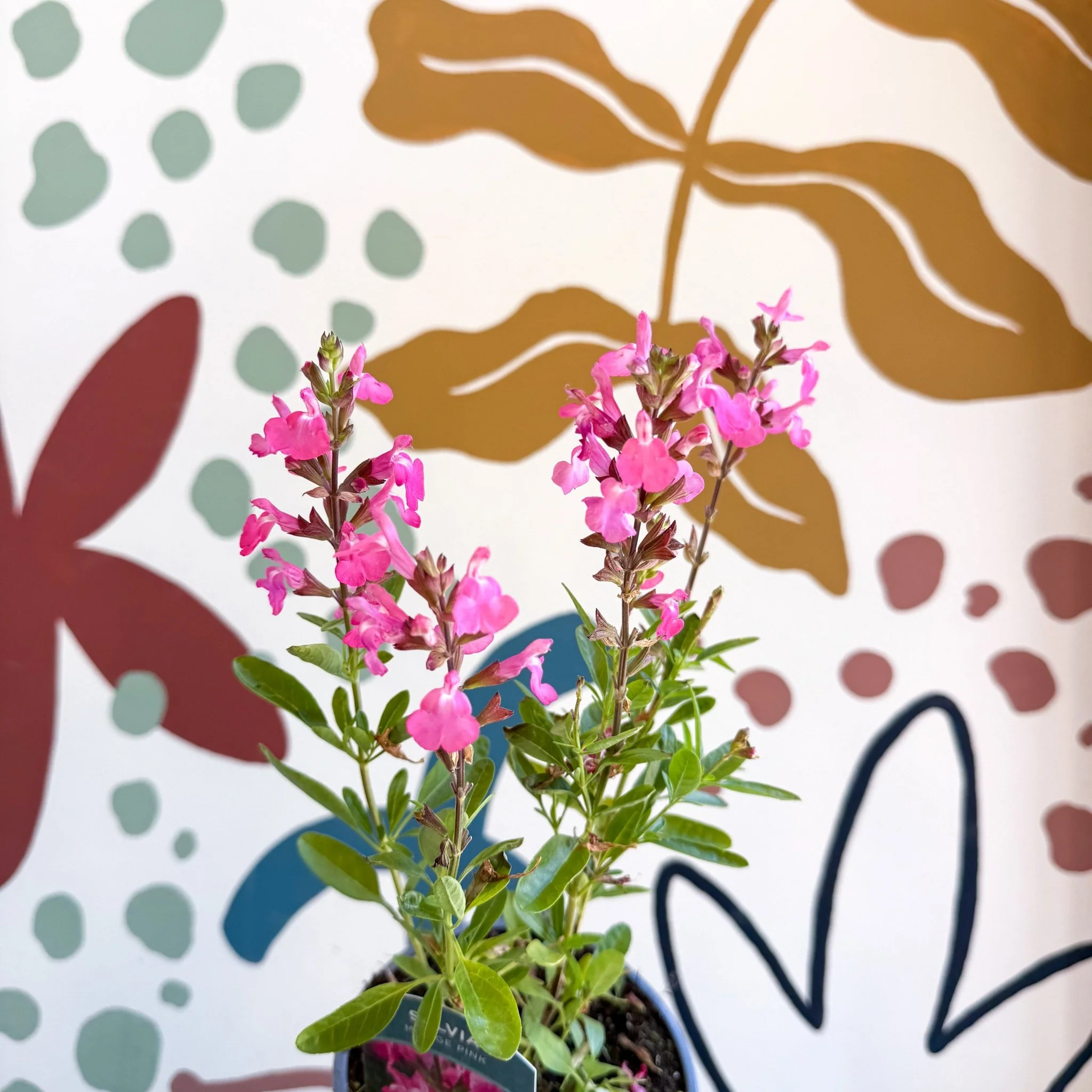 Salvia greggii 'Mirage Pink' - Autumn Sage - English Grown Perennial - Image 10