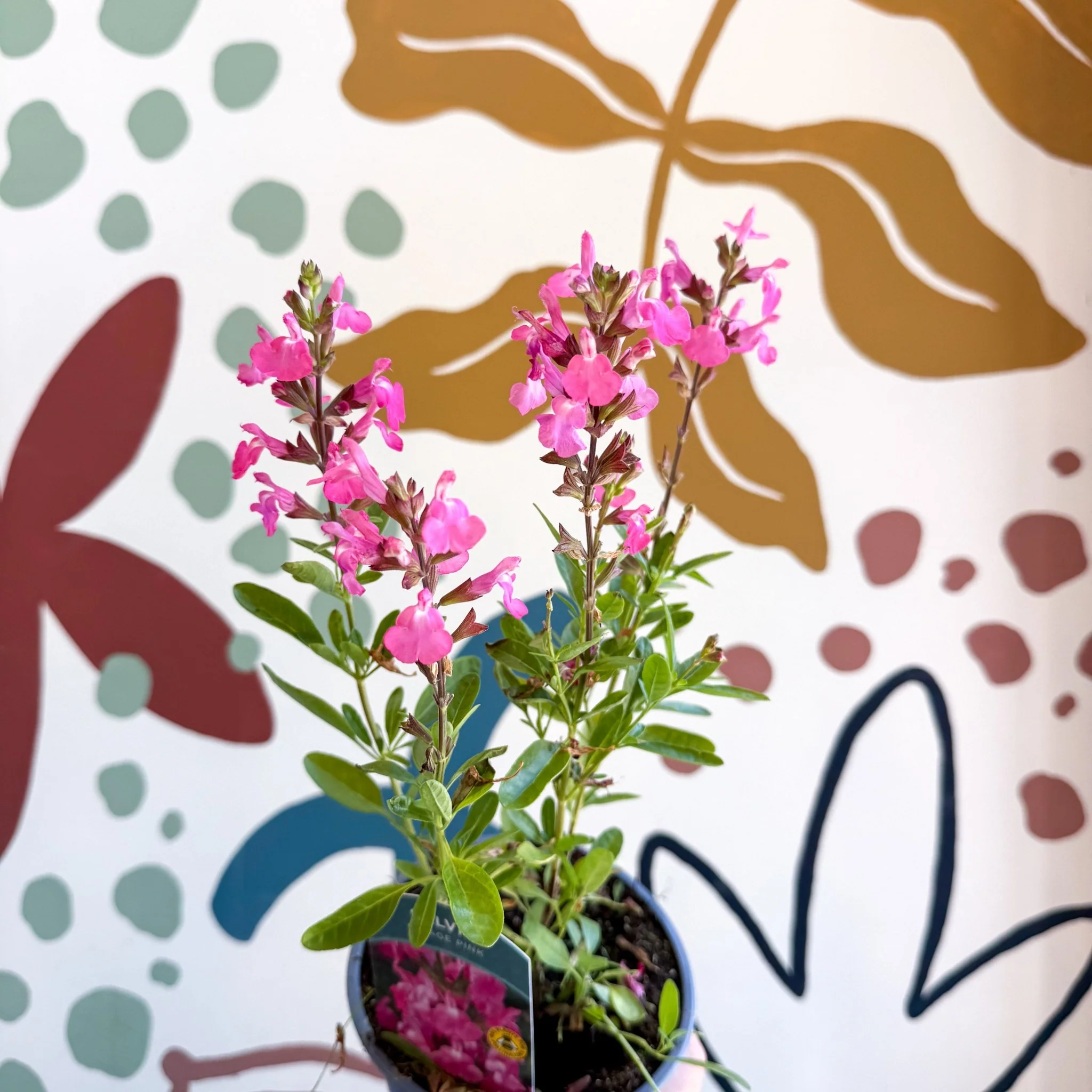 Salvia greggii 'Mirage Pink' - Autumn Sage - English Grown Perennial - Image 11