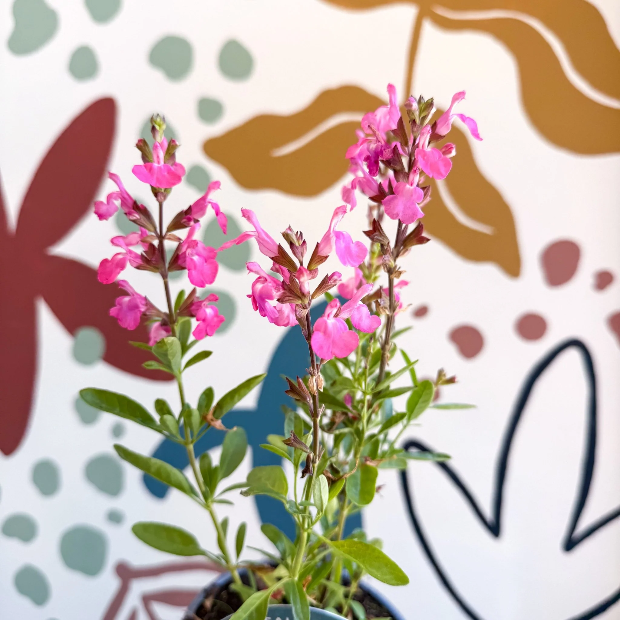 Salvia greggii 'Mirage Pink' - Autumn Sage - English Grown Perennial - Image 5