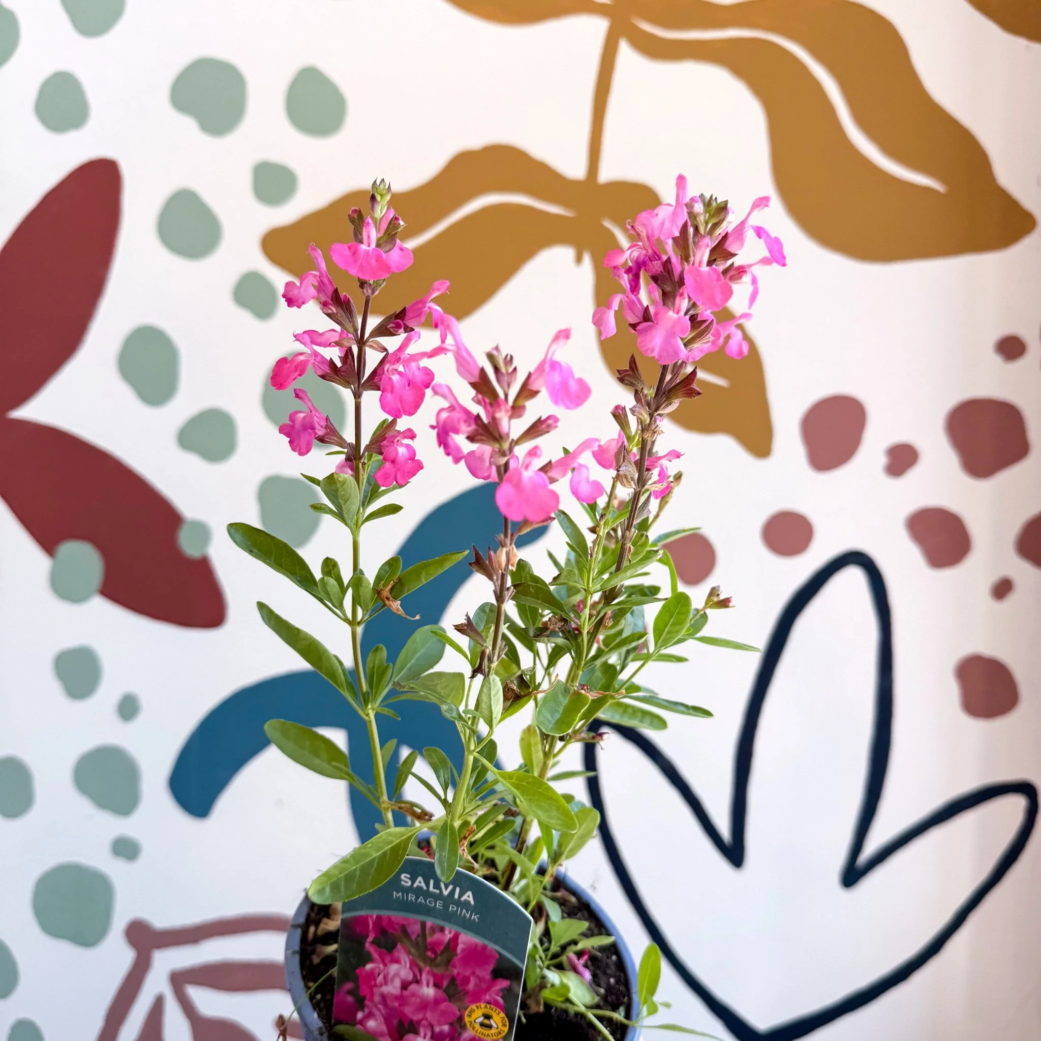 Salvia greggii 'Mirage Pink' - Autumn Sage - English Grown Perennial - Image 9