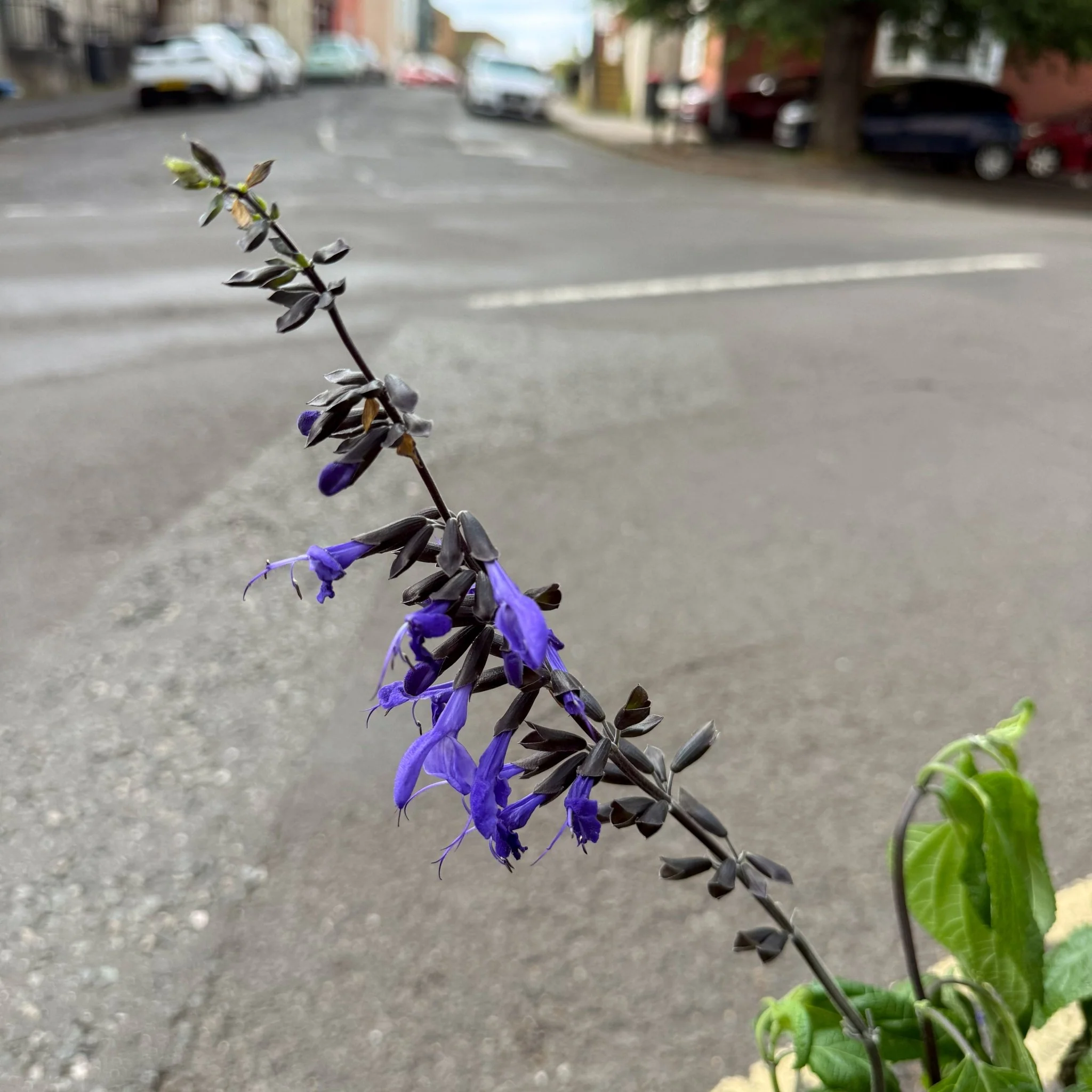 Salvia guaranitica 'Black and Bloom'